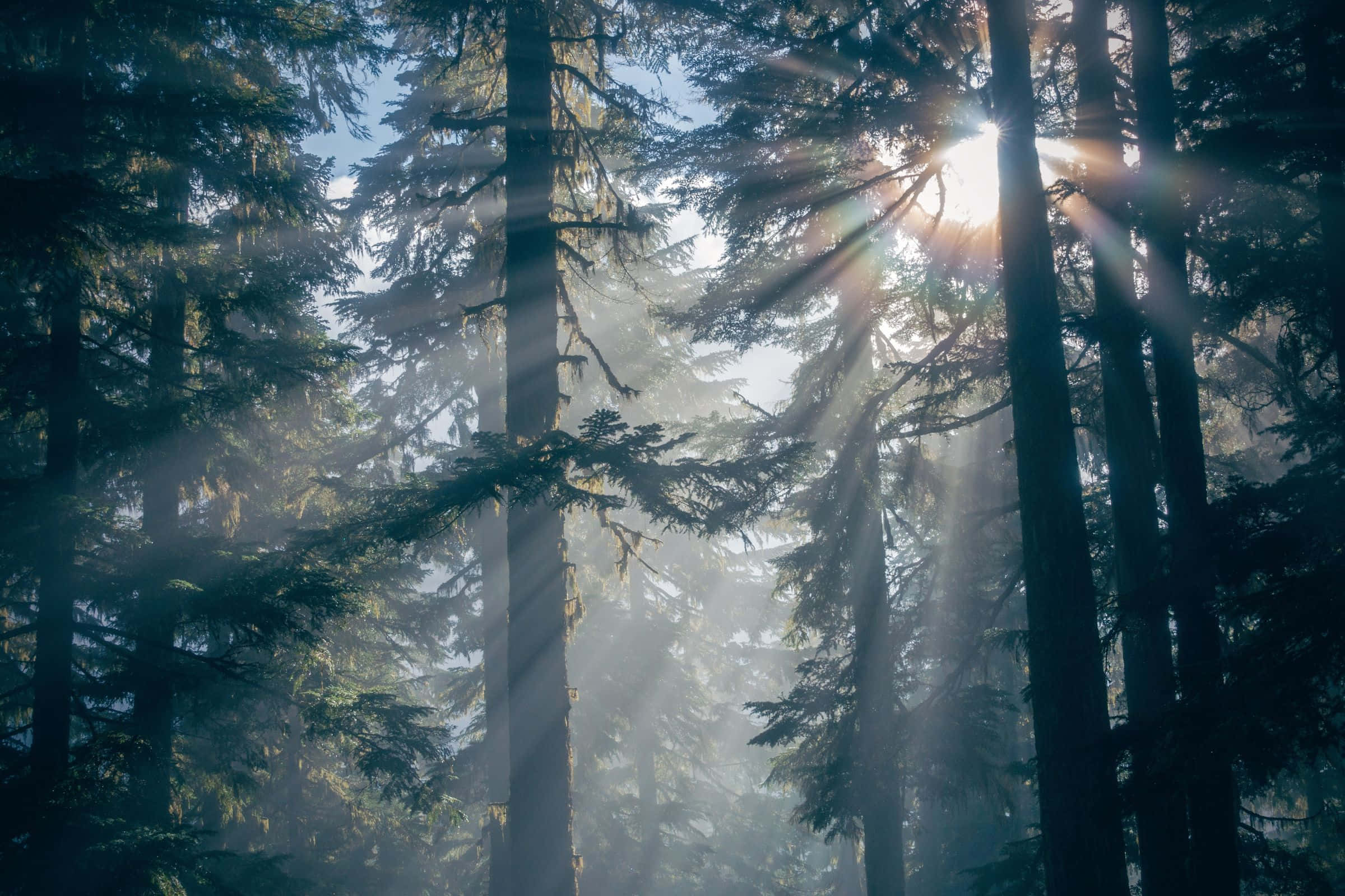 2400x1600, Sunlight beams, towering evergreen trees, Full HD Desktop Wallpaper