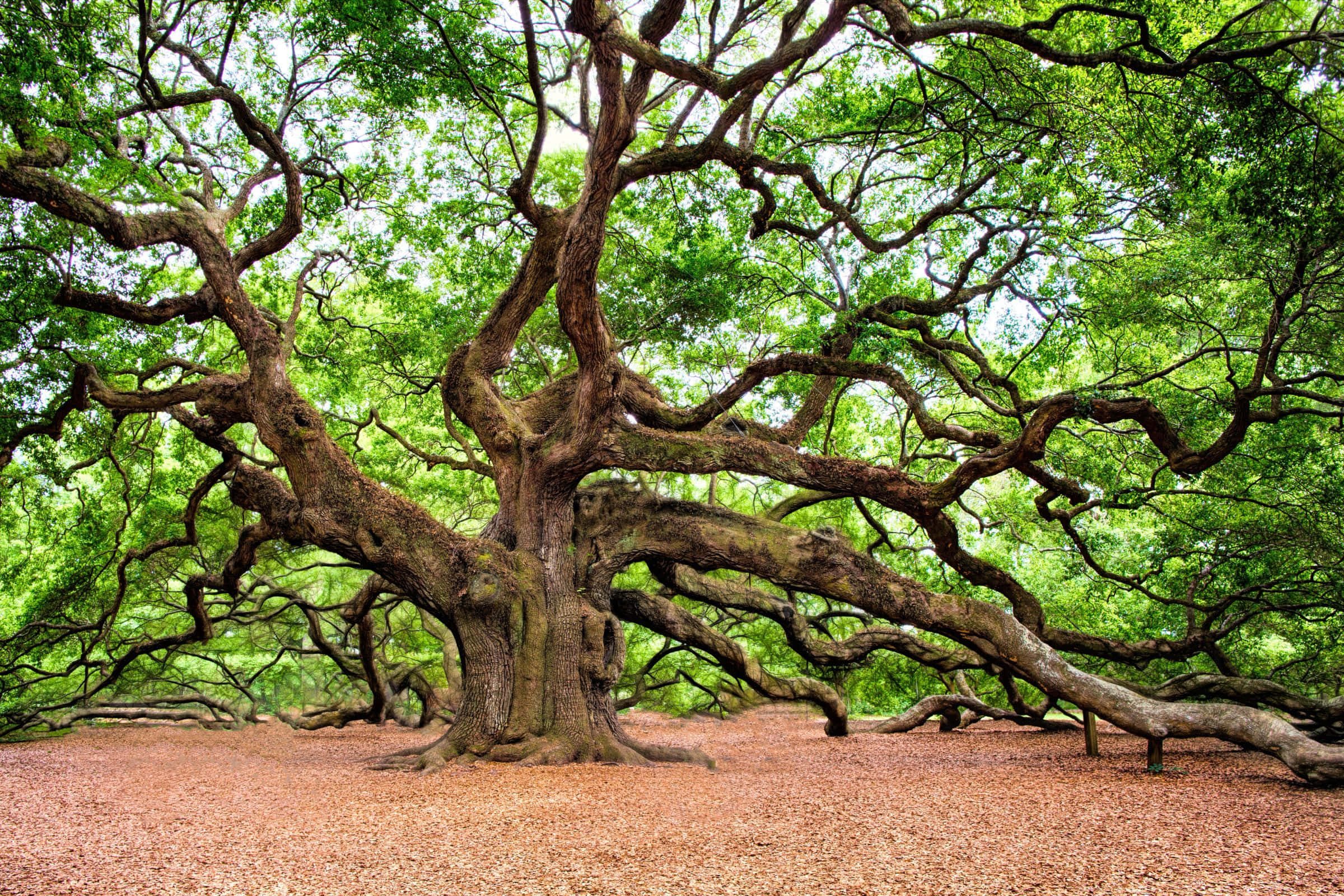2400x1600, ancient tree, twisted branches, Full HD Desktop Wallpaper