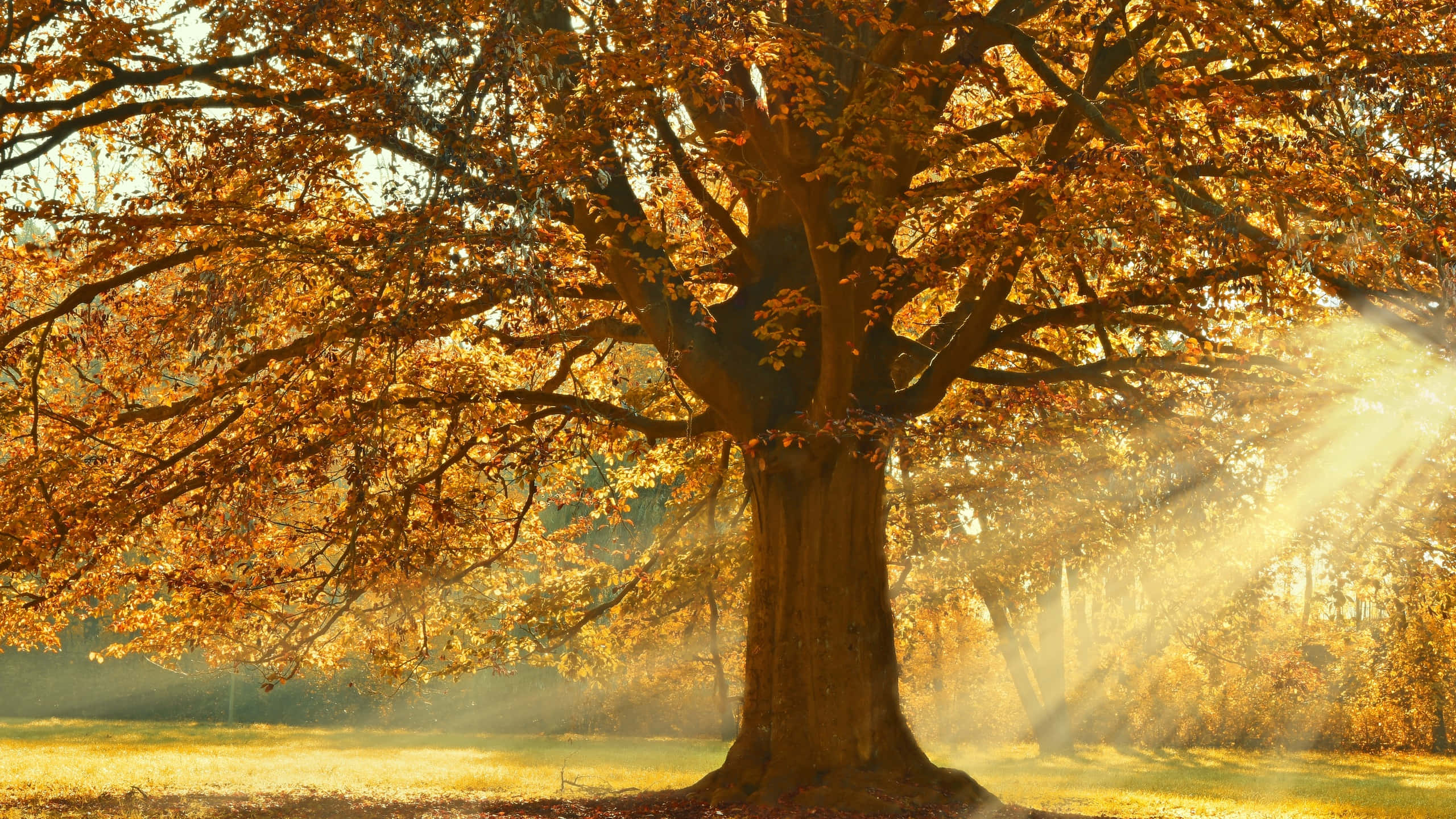2560 X 1440, autumn, tree, 2K Desktop Wallpaper