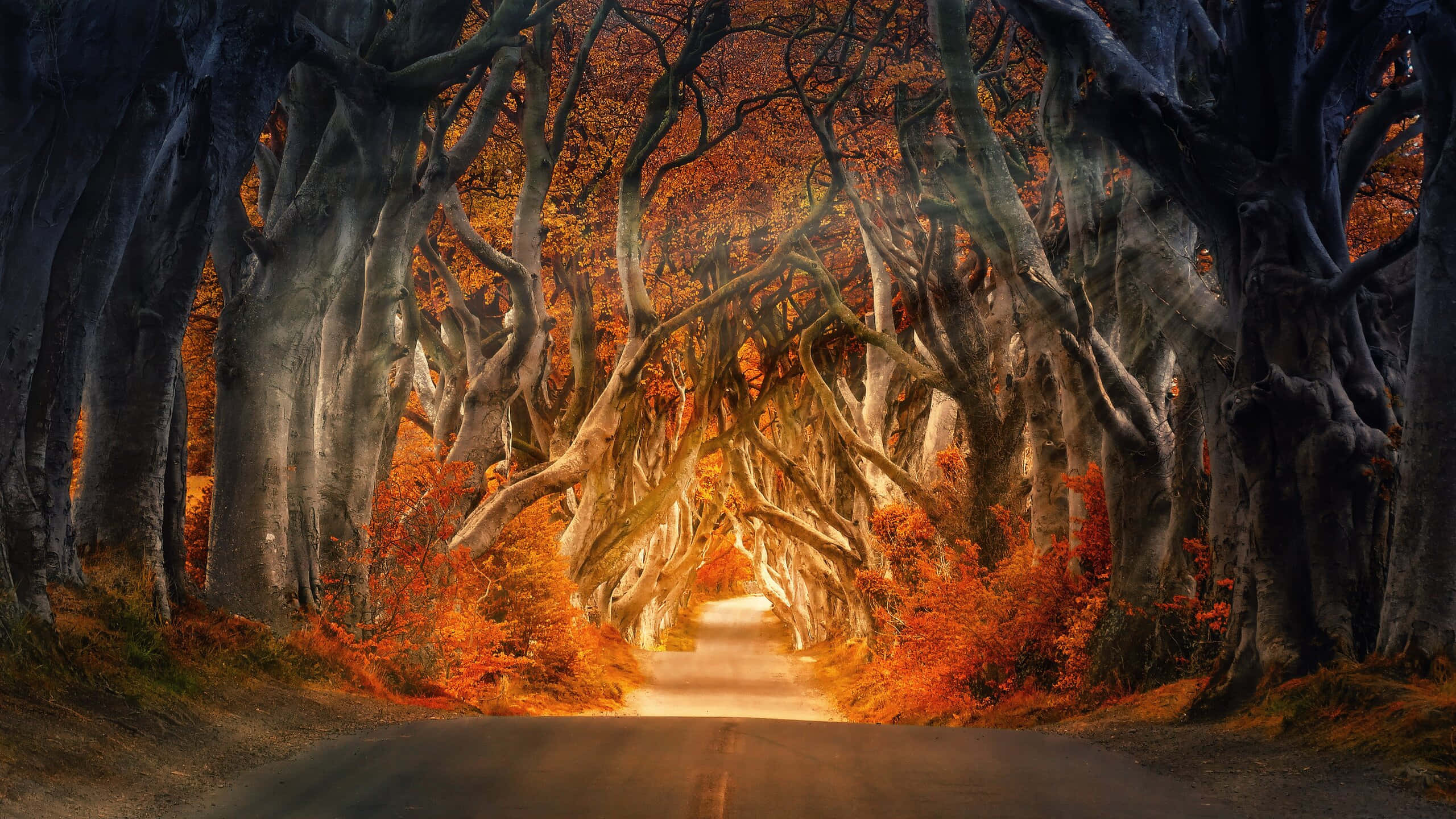 2560 x 1440, autumn, winding road, 2K Desktop Wallpaper