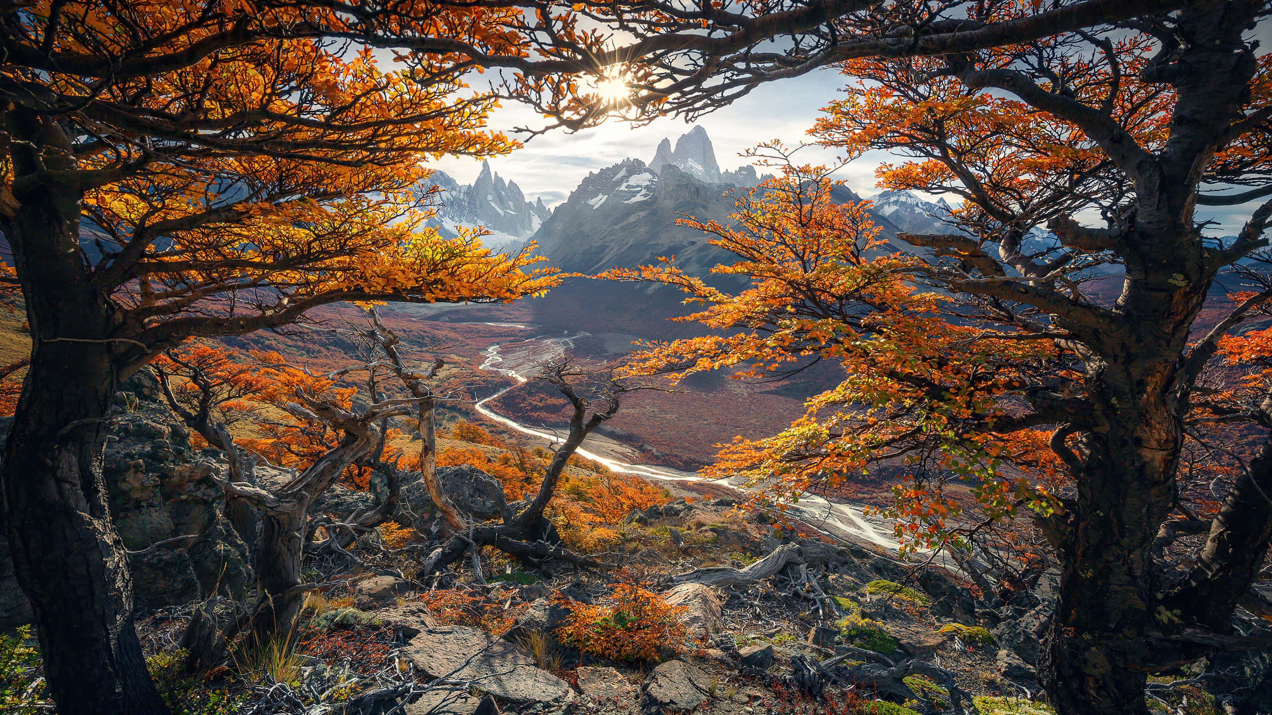 2560 x 1440, autumn, golden autumn trees, 2K Desktop Wallpaper