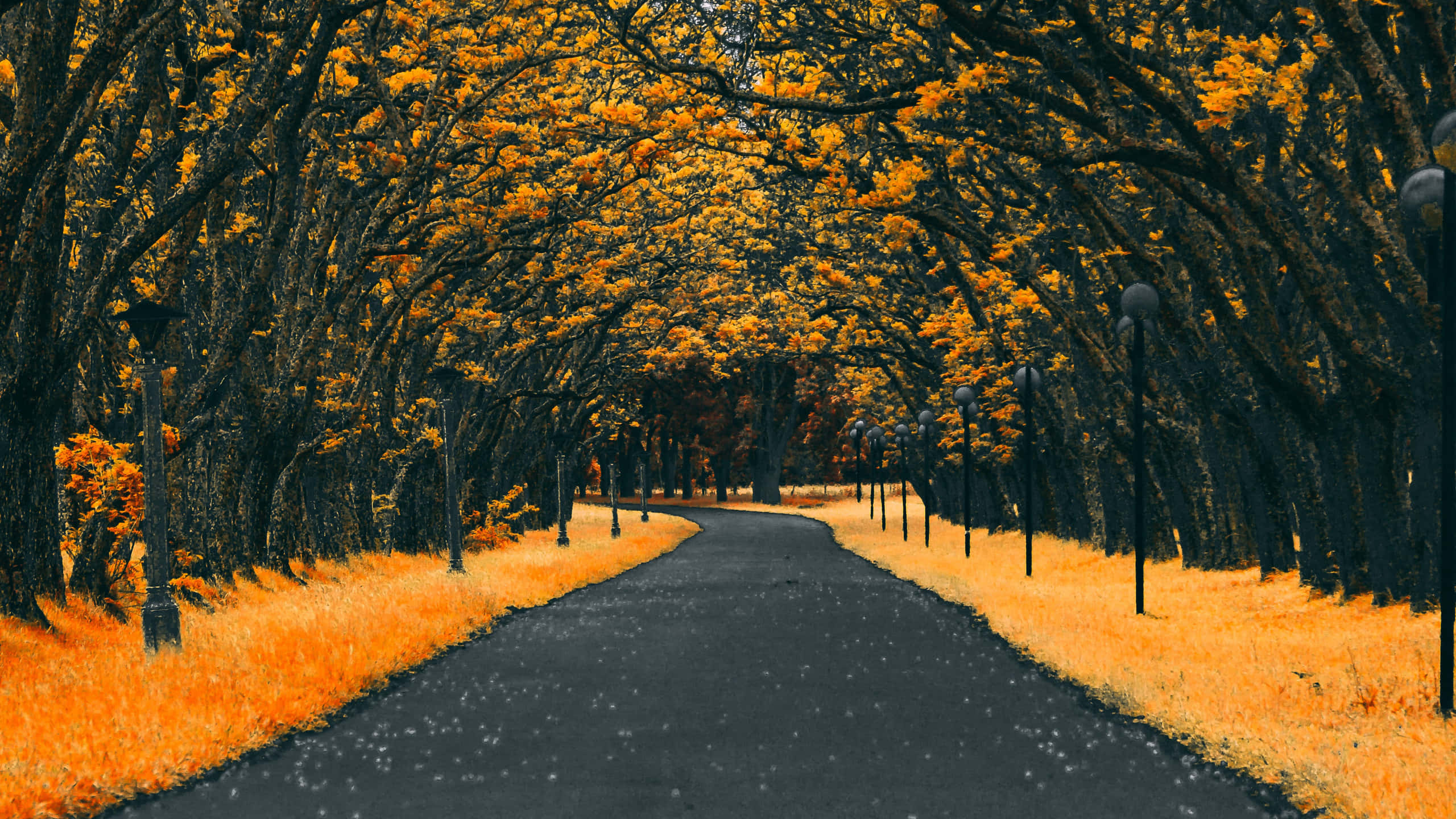 2560 x 1440, autumn, orange, 2K Desktop Wallpaper