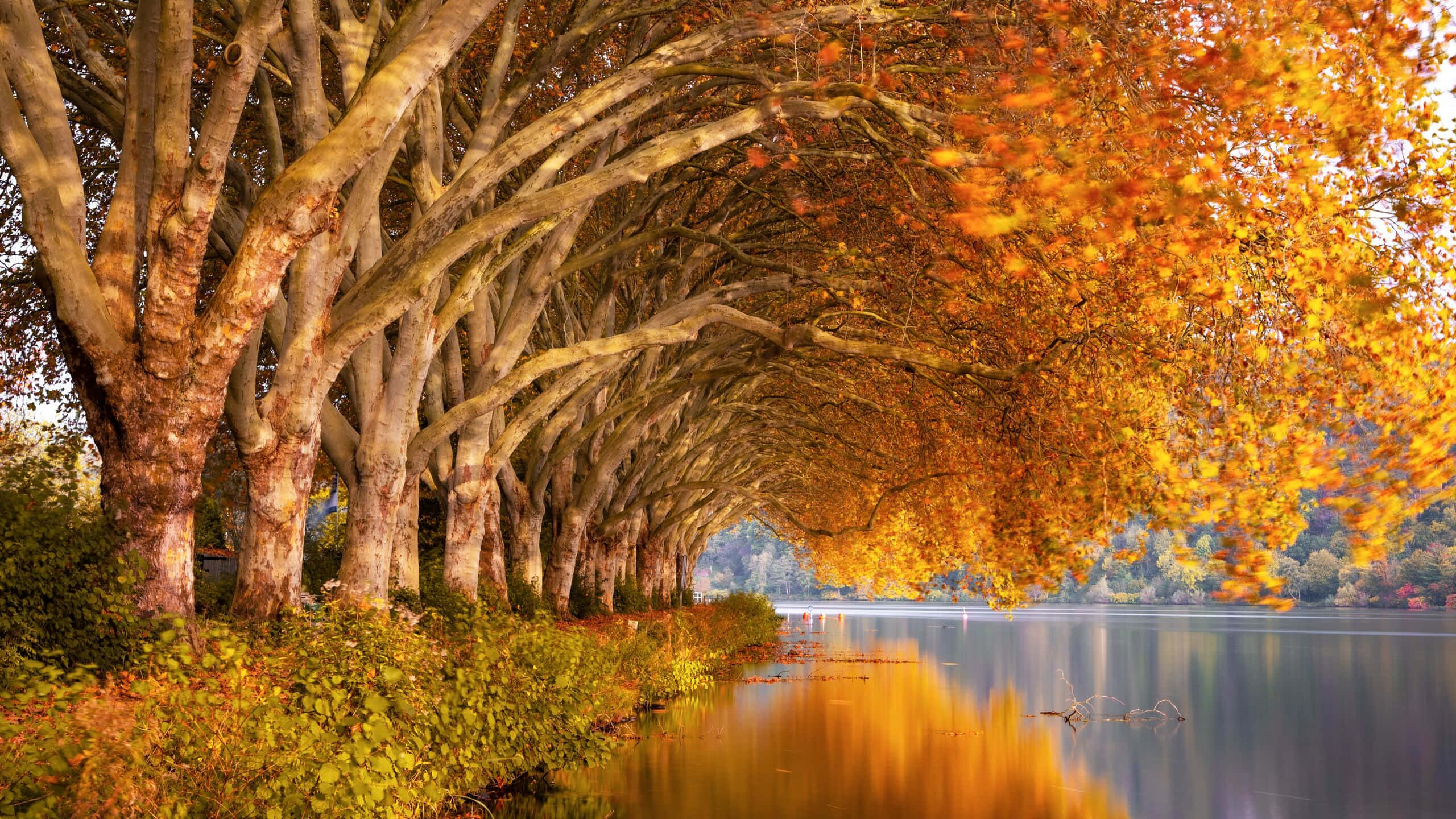 2560 X 1440 Autumn, autumnal tree tunnel, calm lake, 2K Desktop Wallpaper