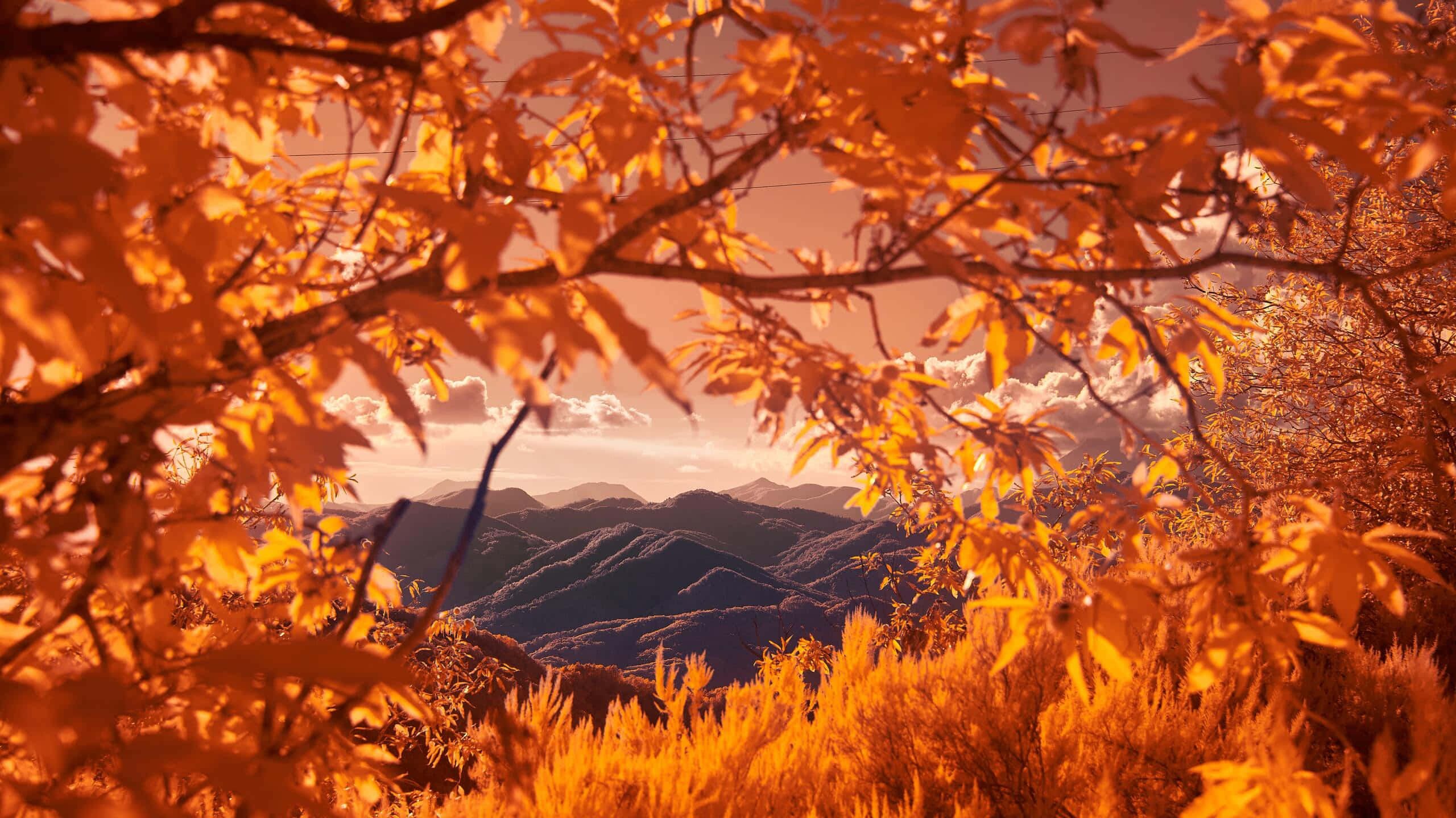2560 x 1440, autumn forest, golden autumn leaves, 2K Desktop Wallpaper