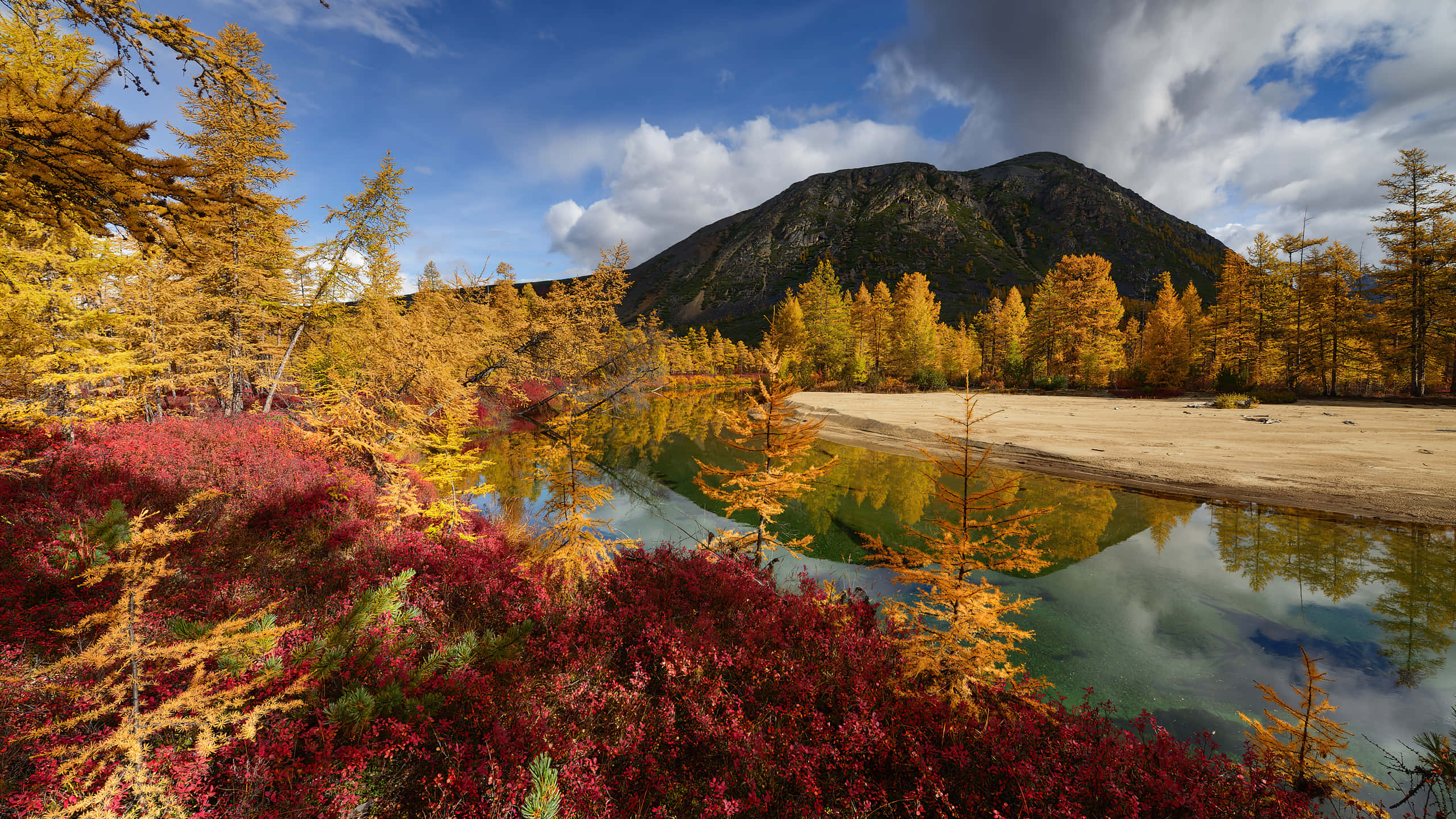 2560 x 1440, autumn, golden yellows, 2K Desktop Wallpaper
