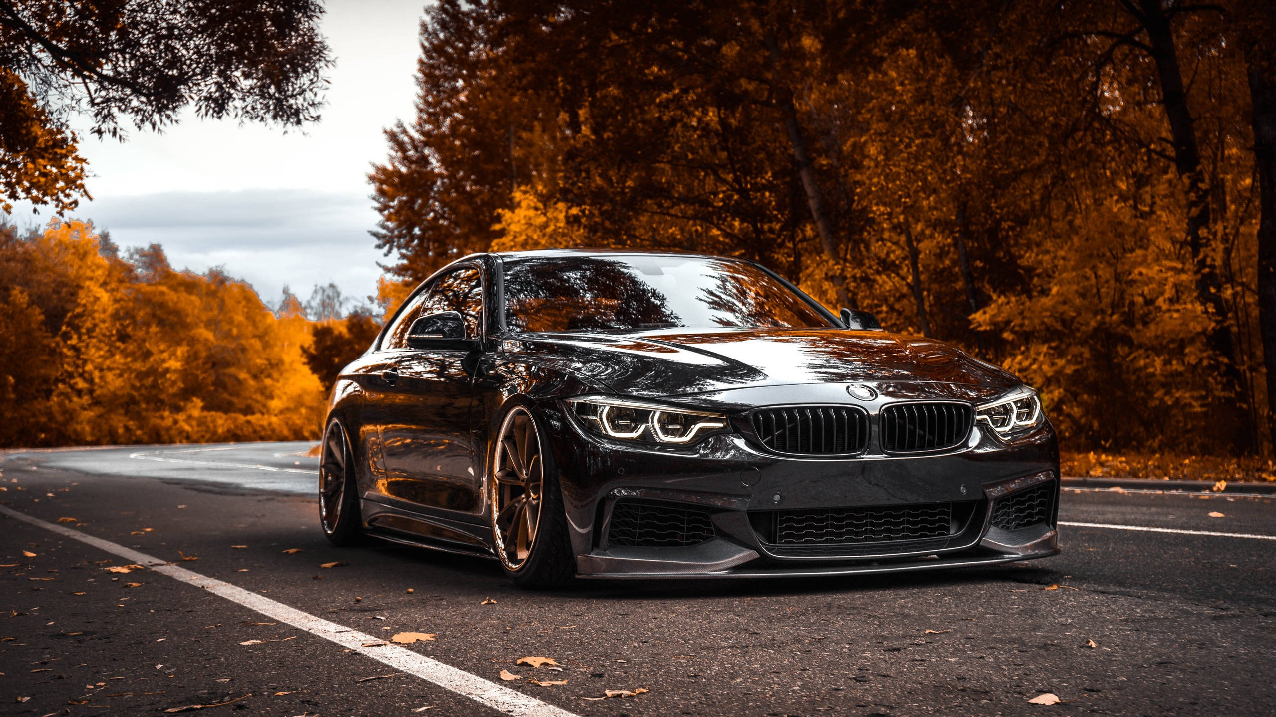 BMW coupe, black, forest road, 2K Desktop Wallpaper