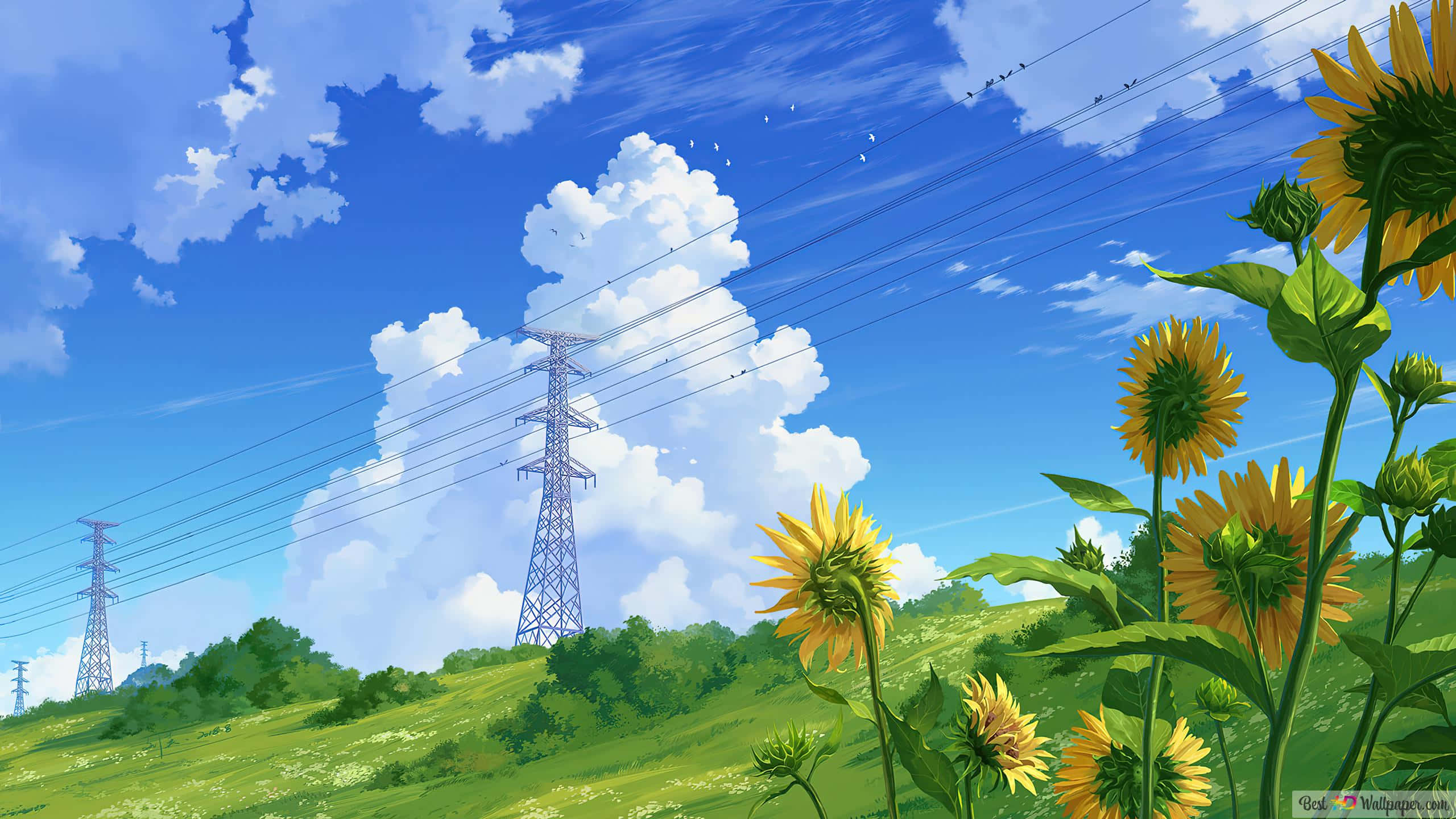 sunny field, sunflowers, power lines, 2K Desktop Wallpaper