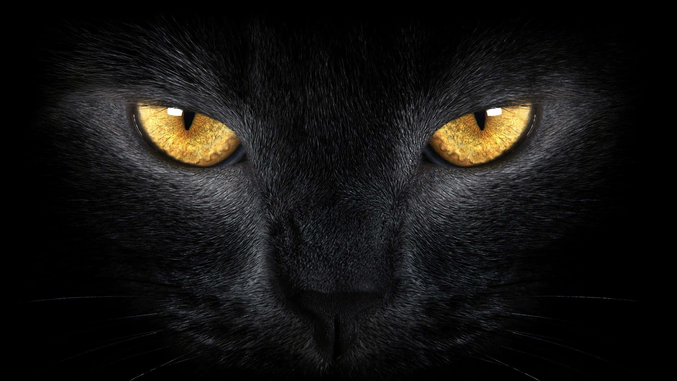 2560x1440, black, black cat, 2K Desktop Wallpaper