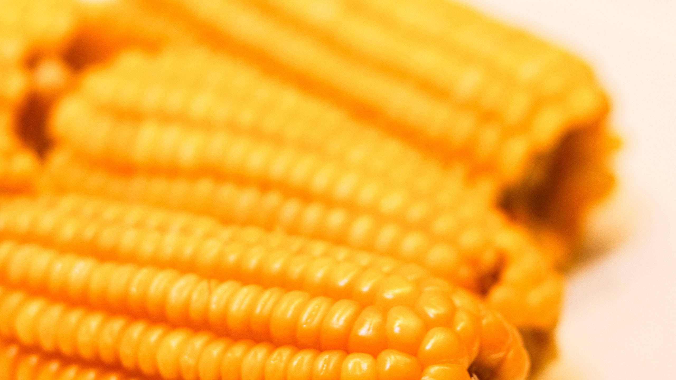 sweetcorn, 2560x1440, vibrant yellow corn cobs, 2K Desktop Wallpaper