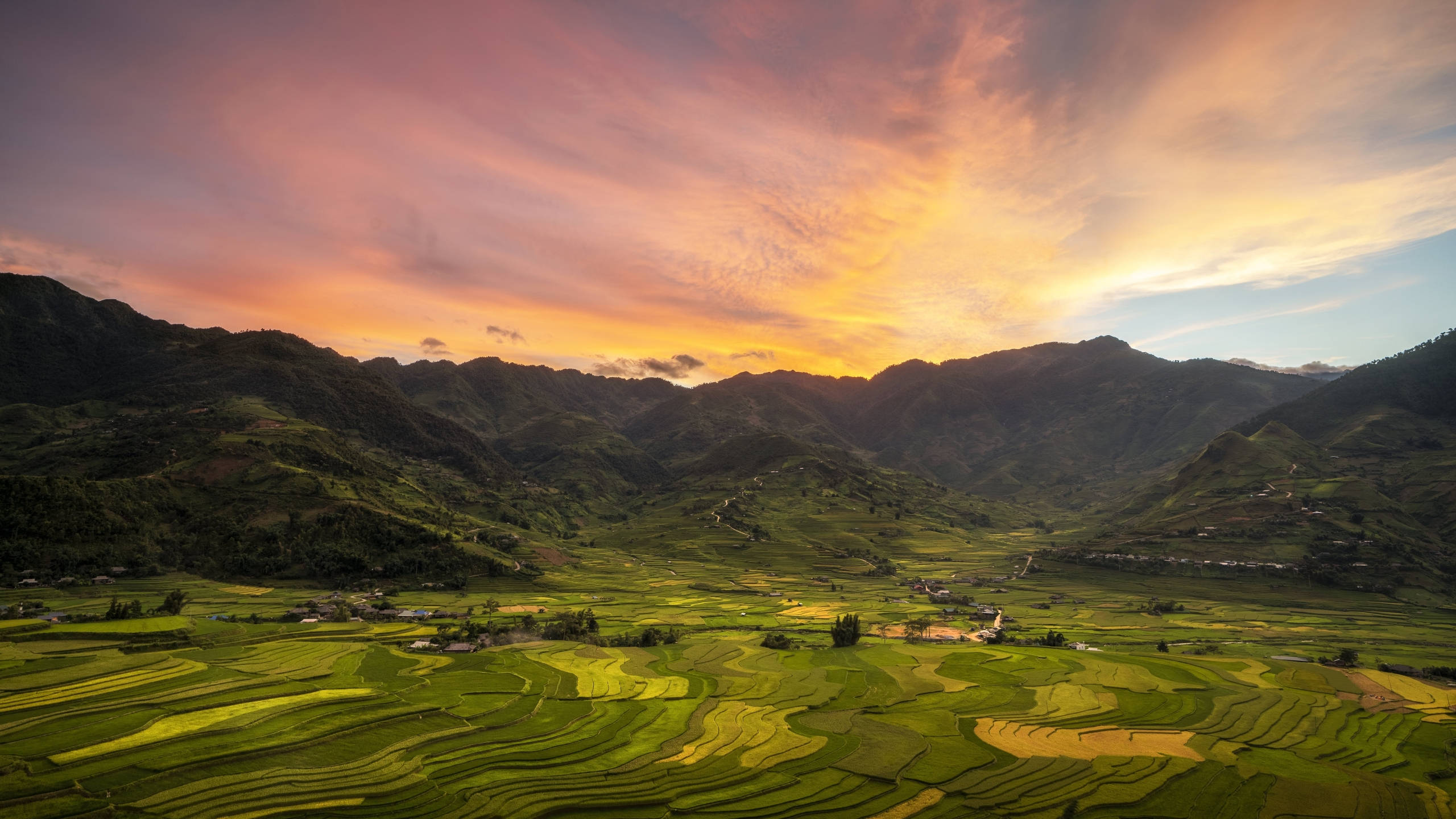 2560x1440, nature, tea plantation, 2K Desktop Wallpaper