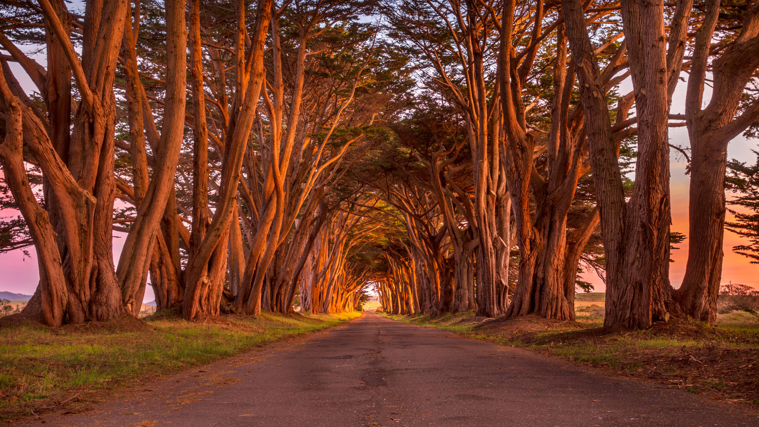 2560x1440, nature, cypress tree tunnel, 2K Desktop Wallpaper