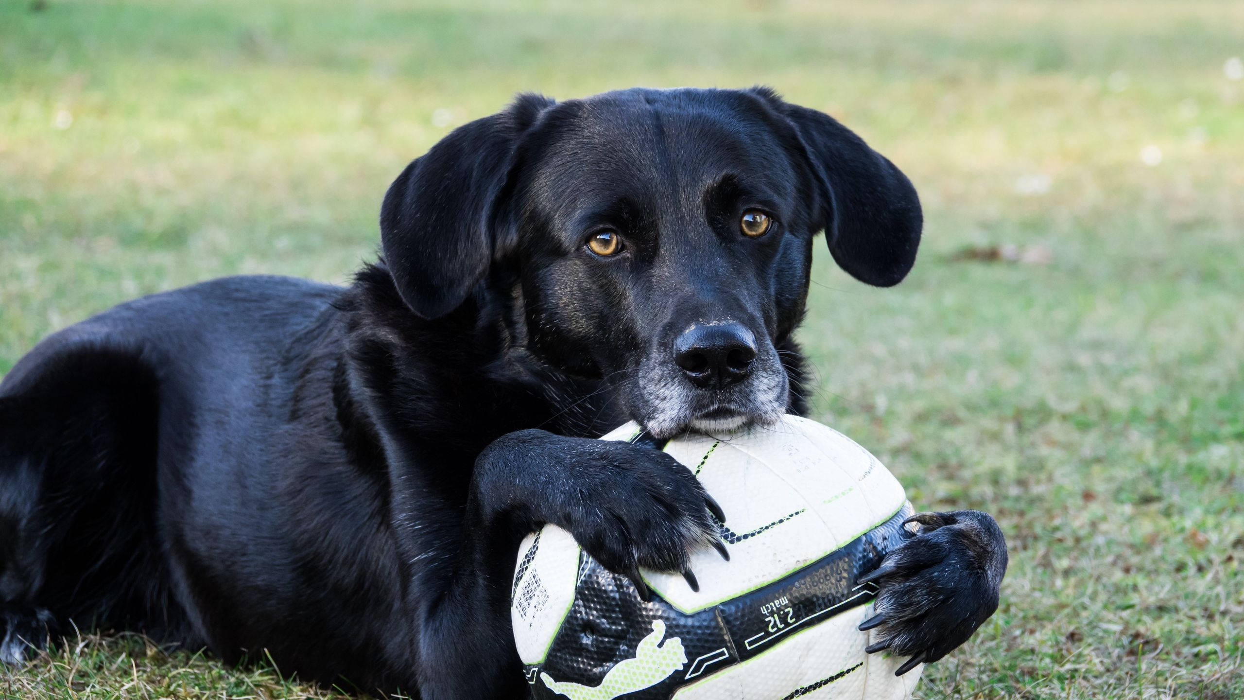 black Labrador, grass, white soccer ball, 2K Desktop Wallpaper