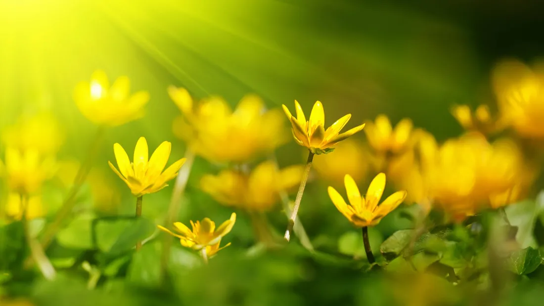 2560x1440 Spring
