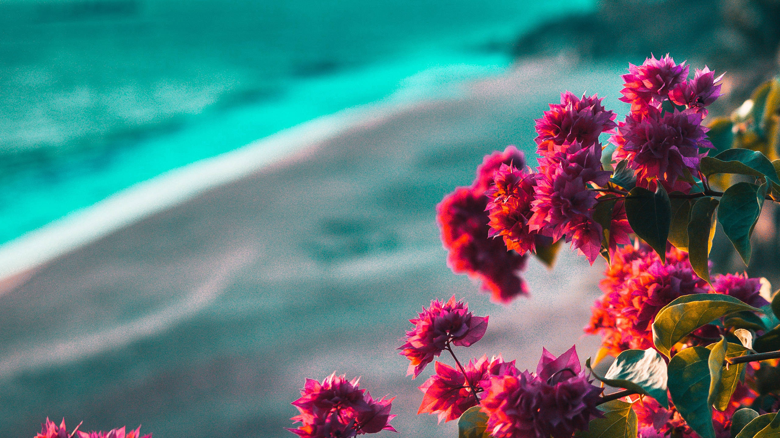 2560x1440 summer, bougainvillea flowers, pink bougainvillea blooms, 2K Desktop Wallpaper