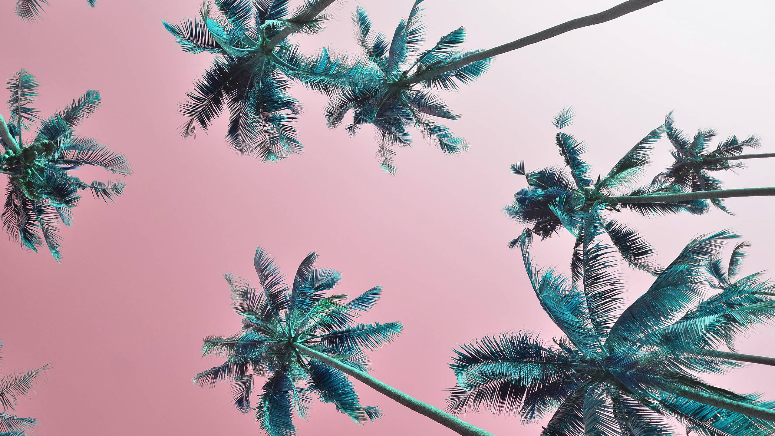 2560x1440 summer beach trees, teal palm fronds, soft pink sky, 2K Desktop Wallpaper