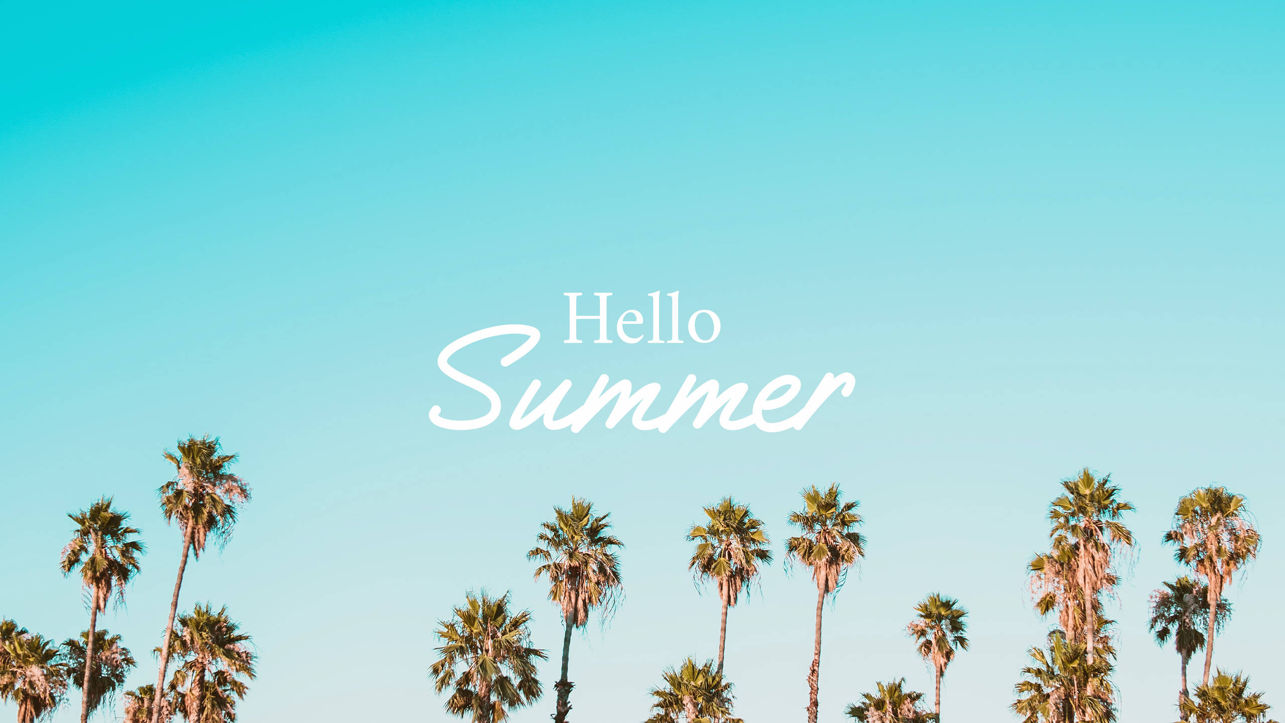 2560x1440, Summer, palm trees, 2K Desktop Wallpaper