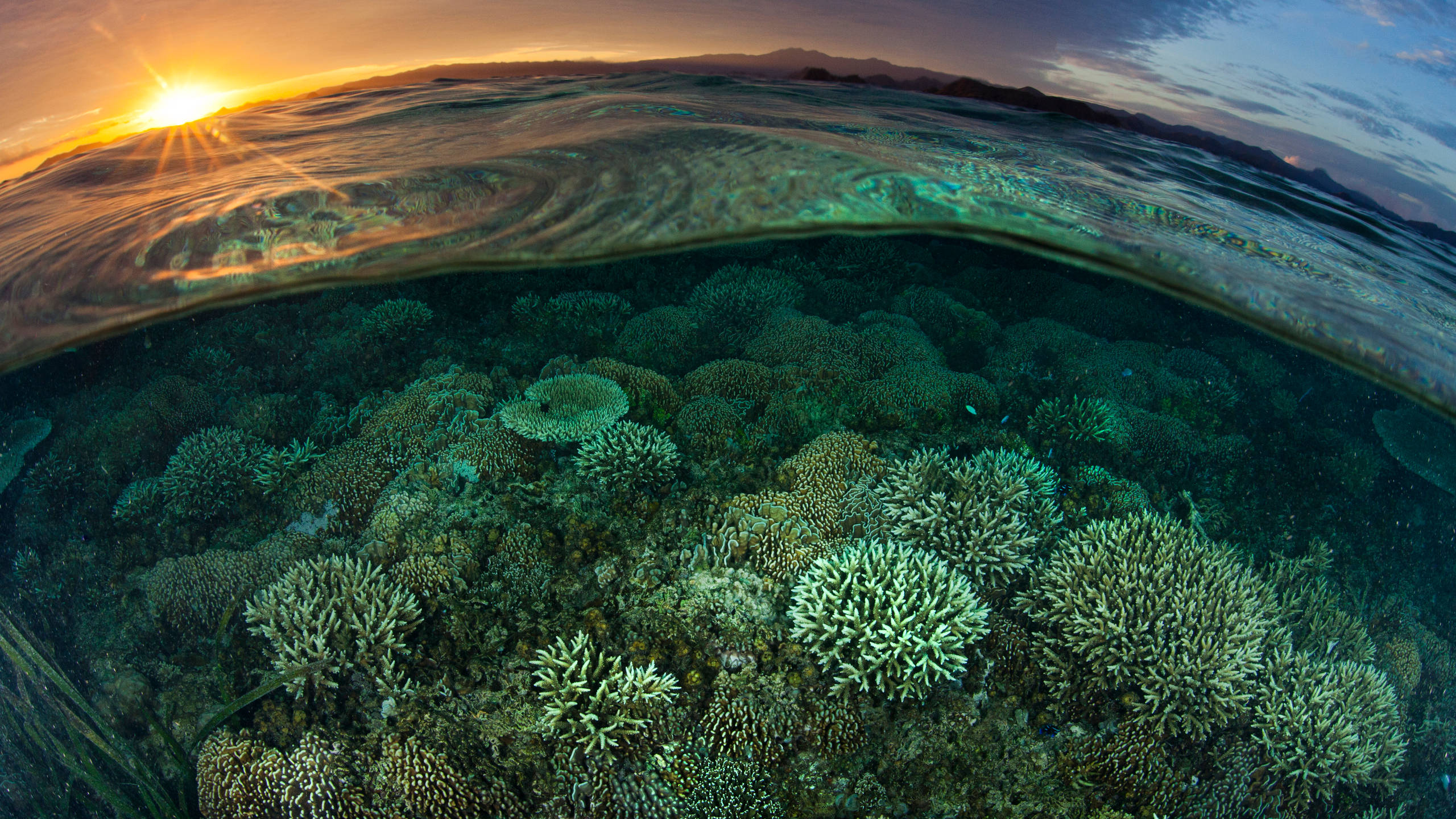 2560 x 1440, sea coral, reefs, 2K Desktop Wallpaper