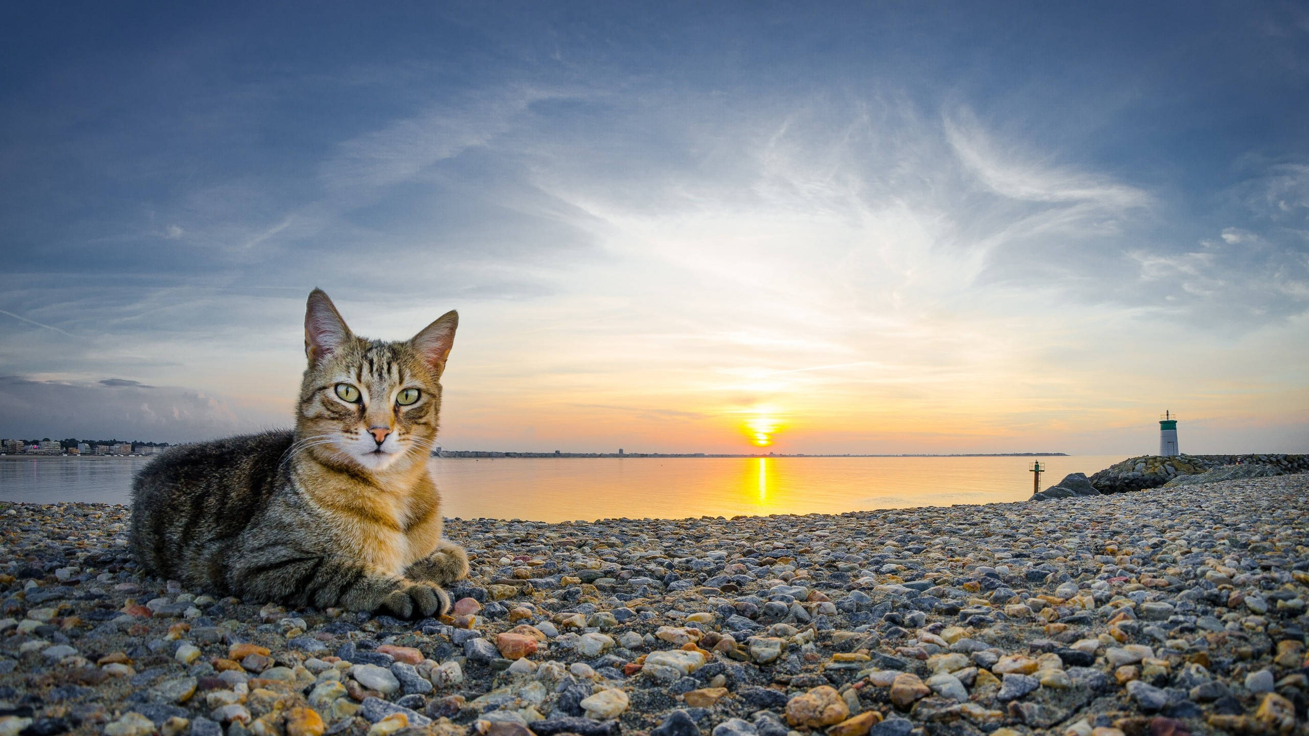 2560 x 1440, tabby cat, pebbled shore, 2K Desktop Wallpaper