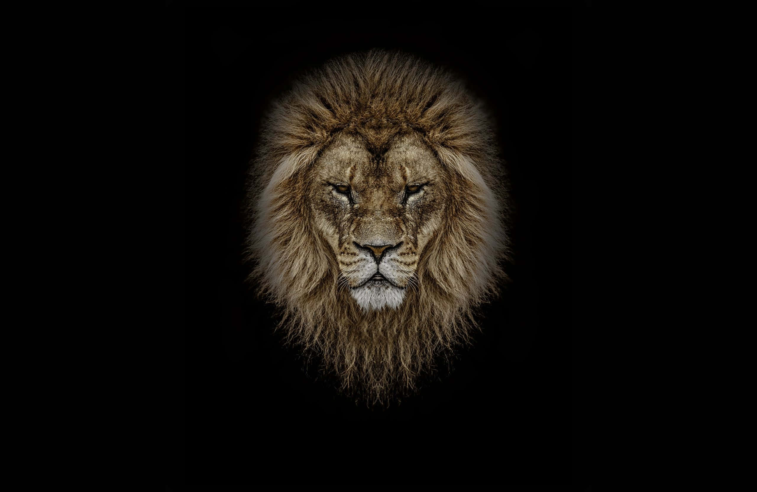 2560x1664, lion, full mane, 2K Desktop Wallpaper