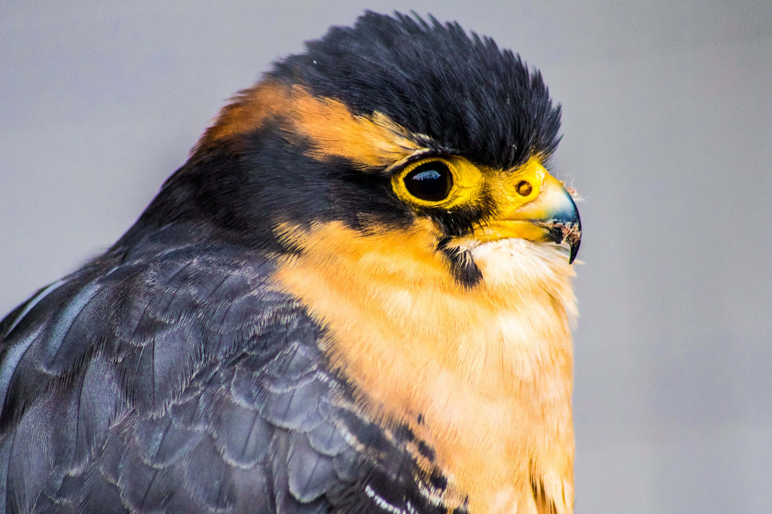 falcon, yellow eyes, black head, 2K Desktop Wallpaper