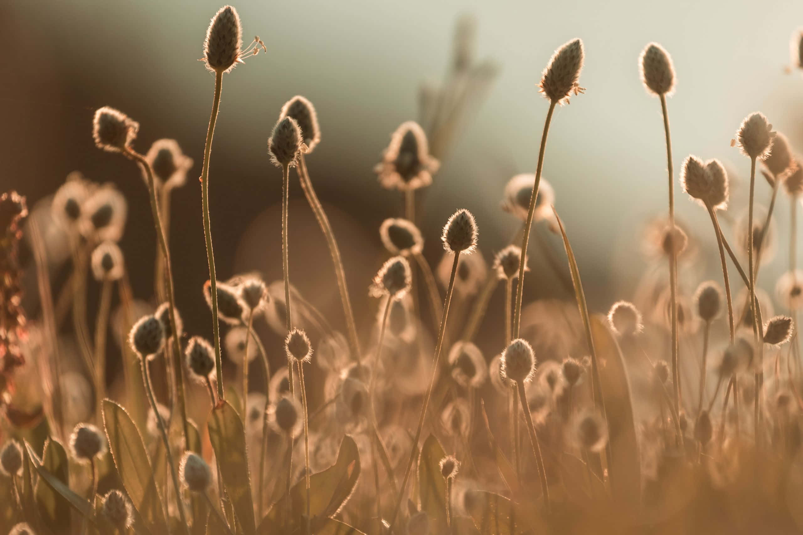 sunset, golden hour, field of grass, 2K Desktop Wallpaper