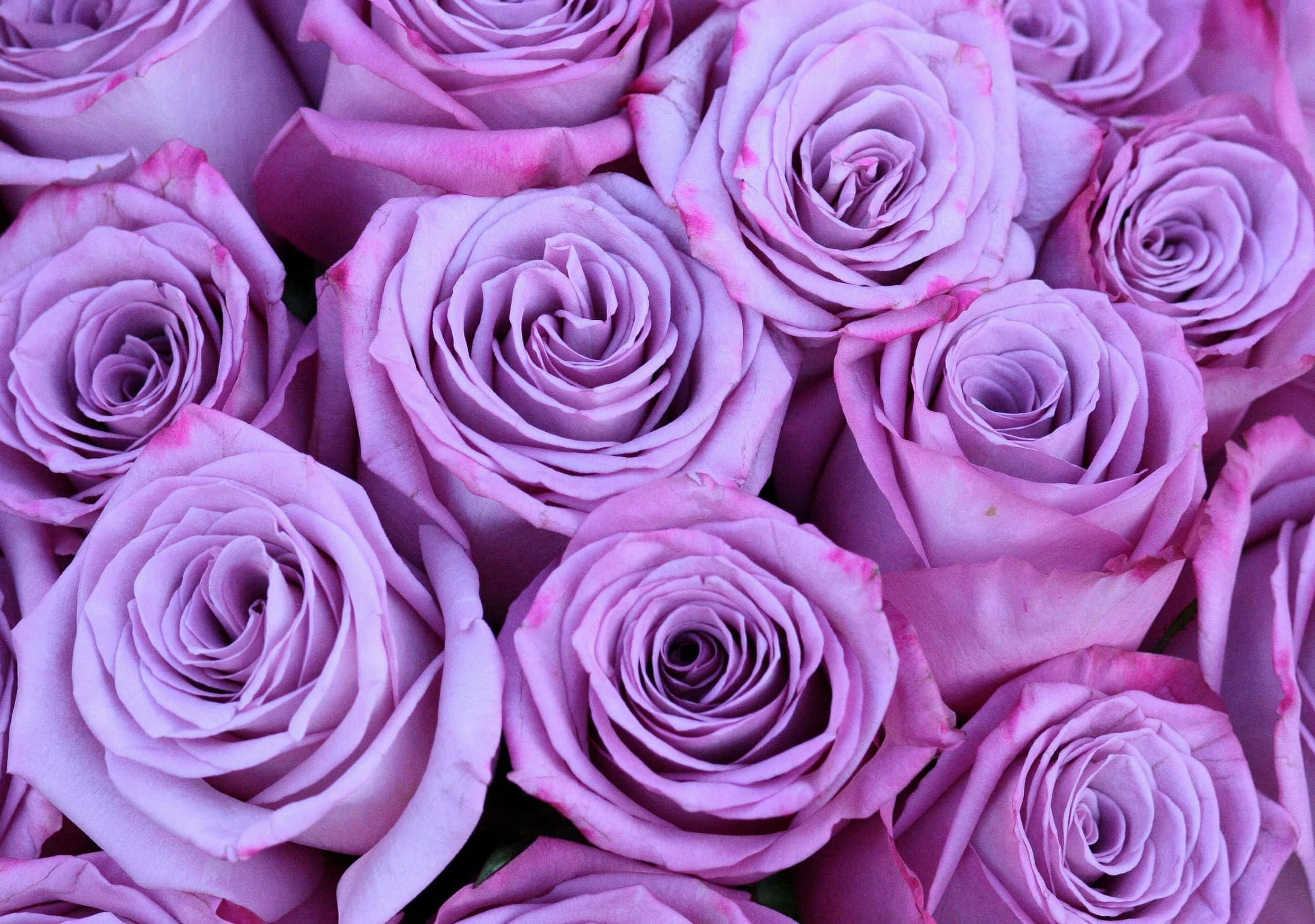 2560x1800, lavender roses, pink edges, 2K Desktop Wallpaper