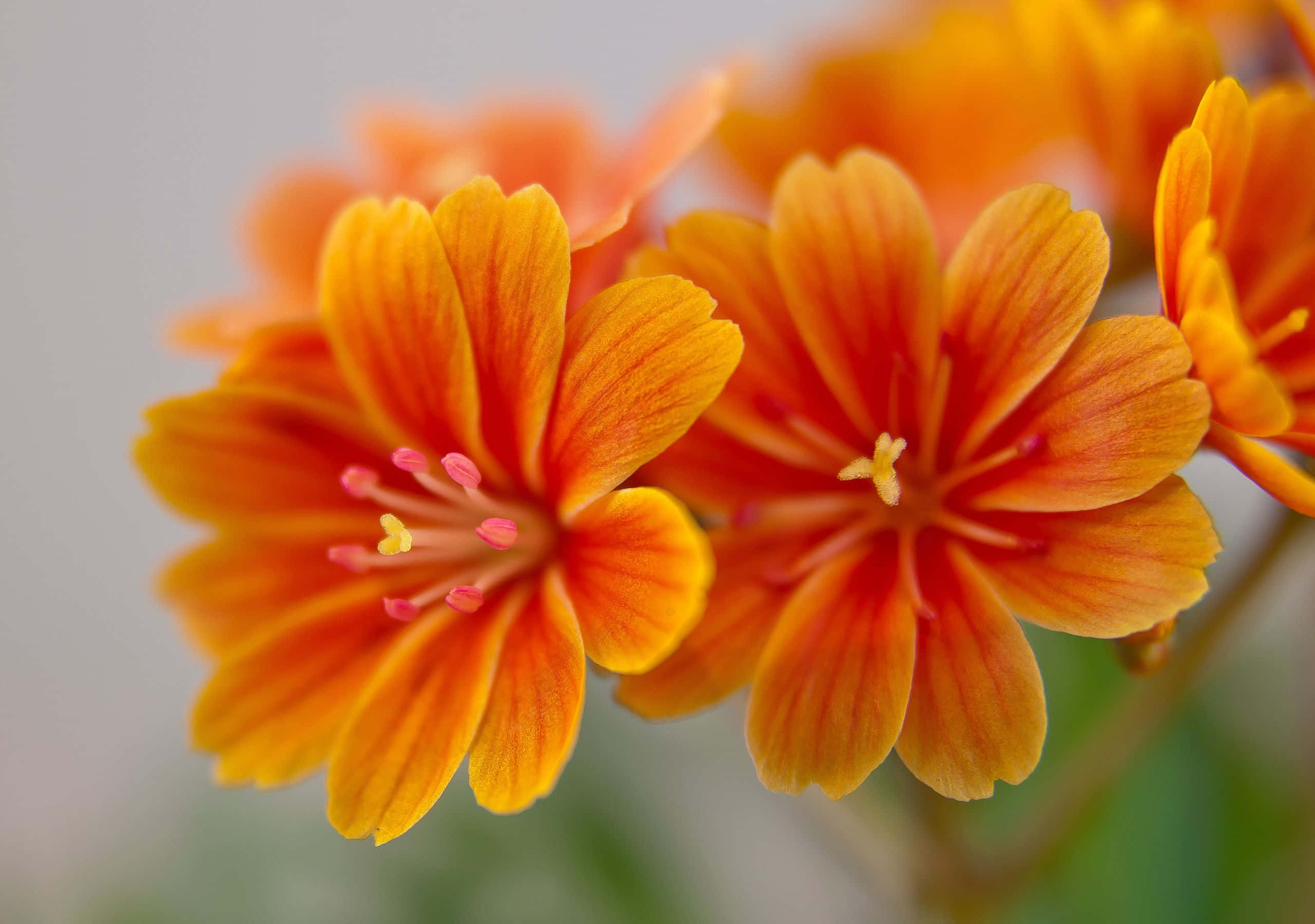 2560x1800, orange flowers, pink stamens, 2K Desktop Wallpaper