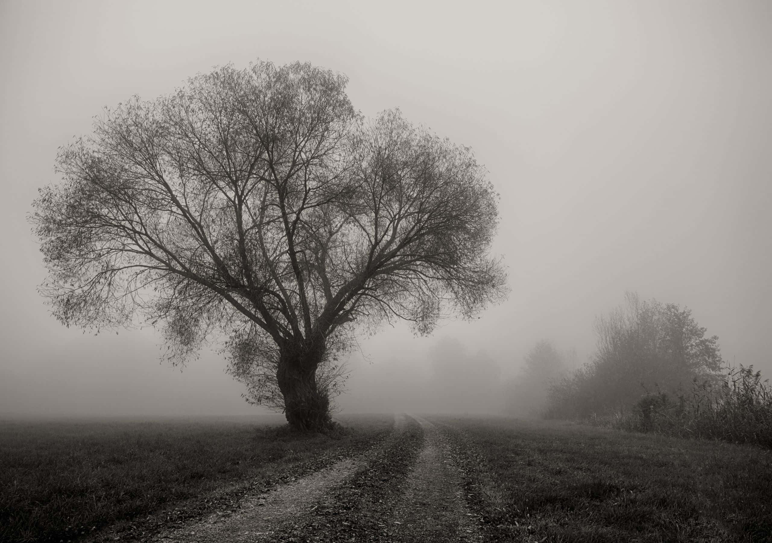 2560x1800, foggy field, leafless tree, 2K Desktop Wallpaper