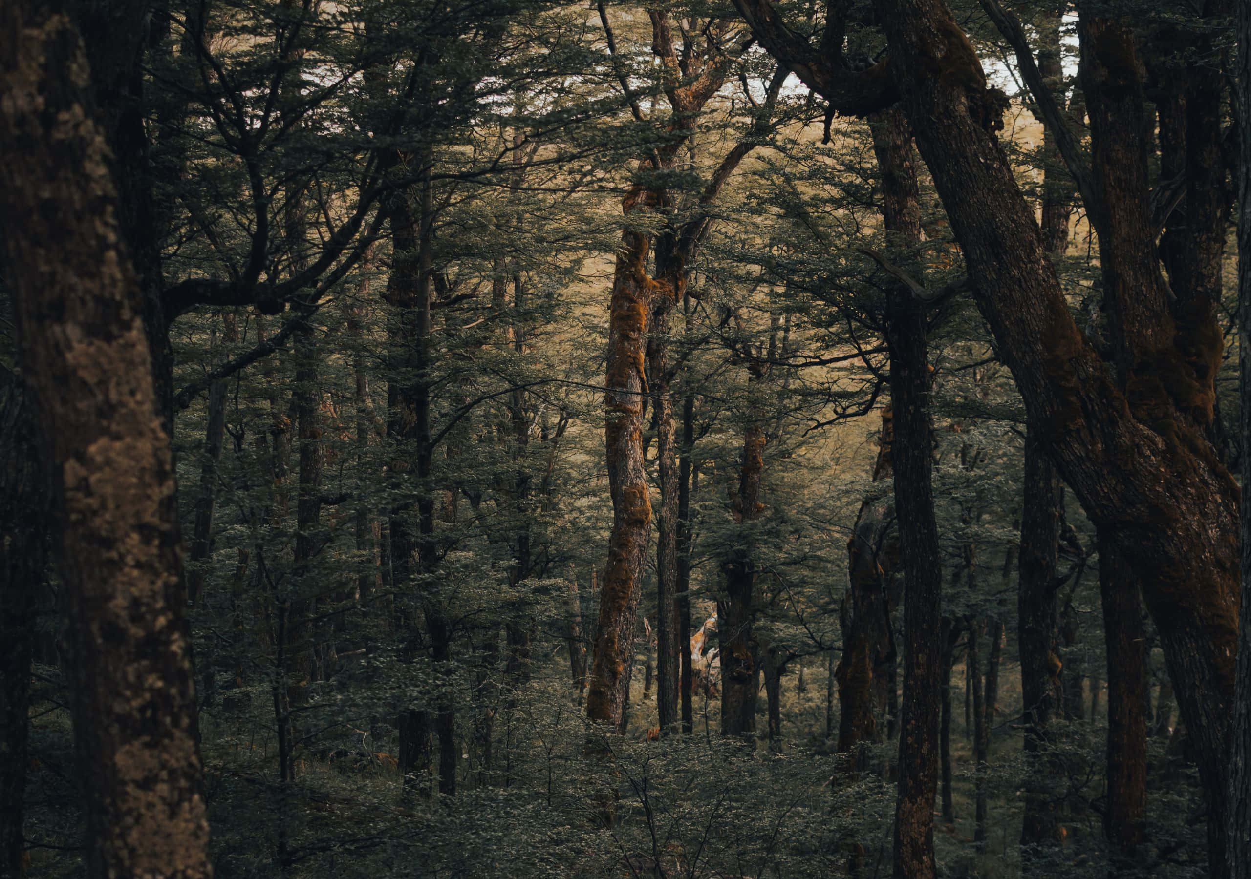 2560x1800, forest, tall trees, 2K Desktop Wallpaper