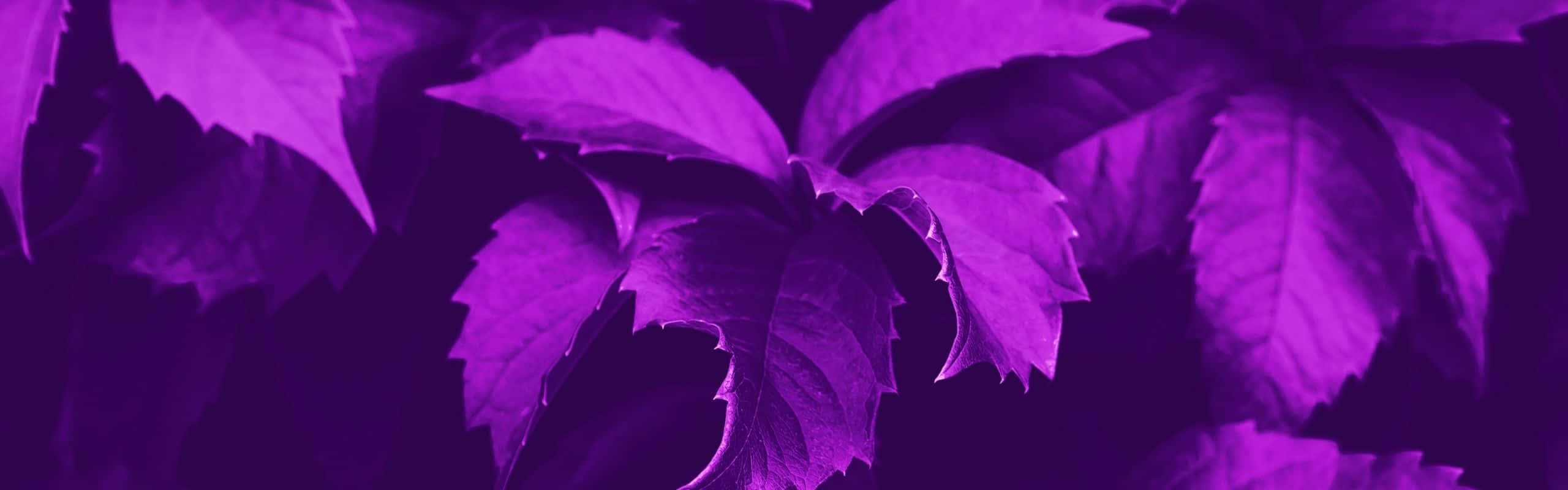 2560x800, vibrant purple leaves, serrated edges, 2K Desktop Wallpaper