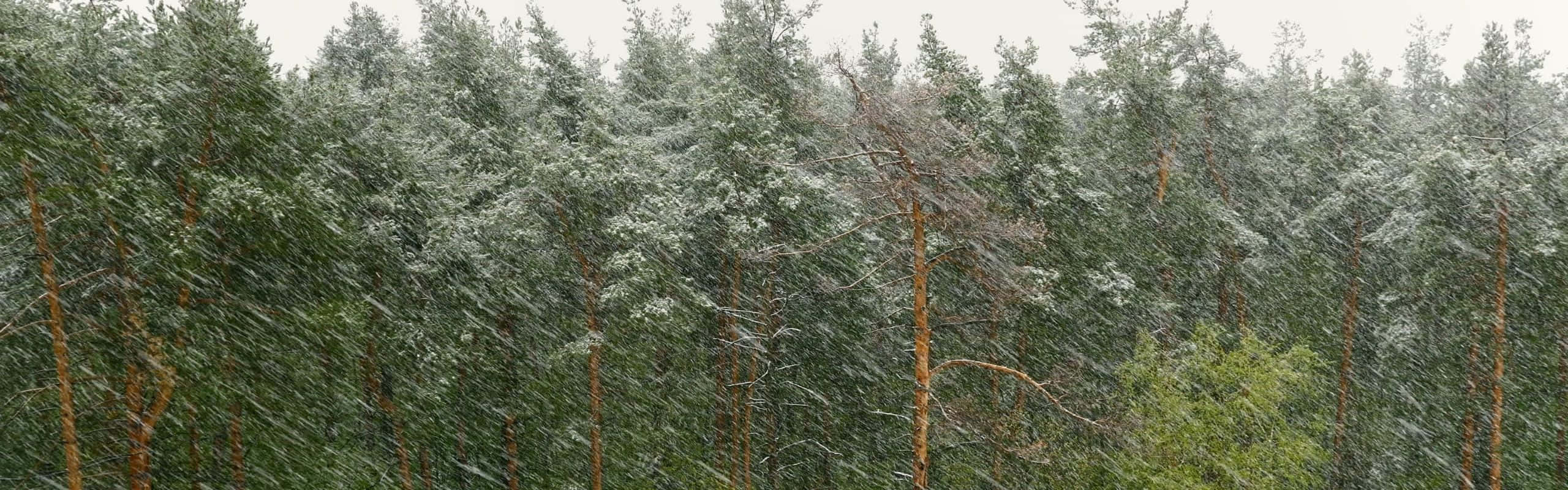 Misty Forest Trail, Mountains, Pine Forest, 2K Desktop Wallpaper