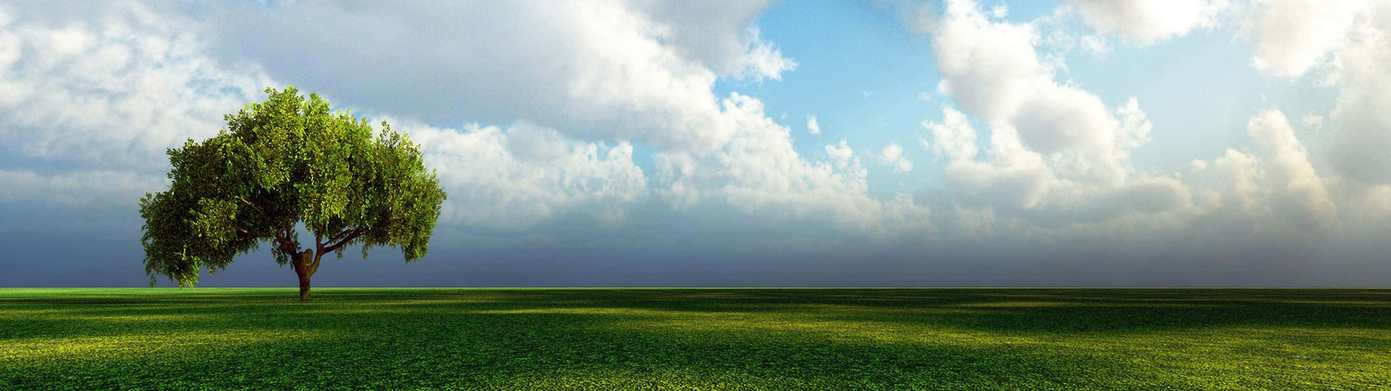 2732 x 768, blue wavy ocean and sky, lone leafy tree, 2K Desktop Wallpaper