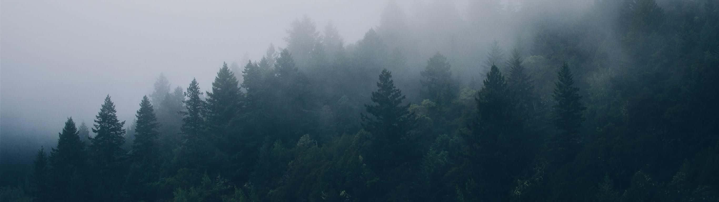 2732 X 768, misty forest, tall pine trees, 2K Desktop Wallpaper