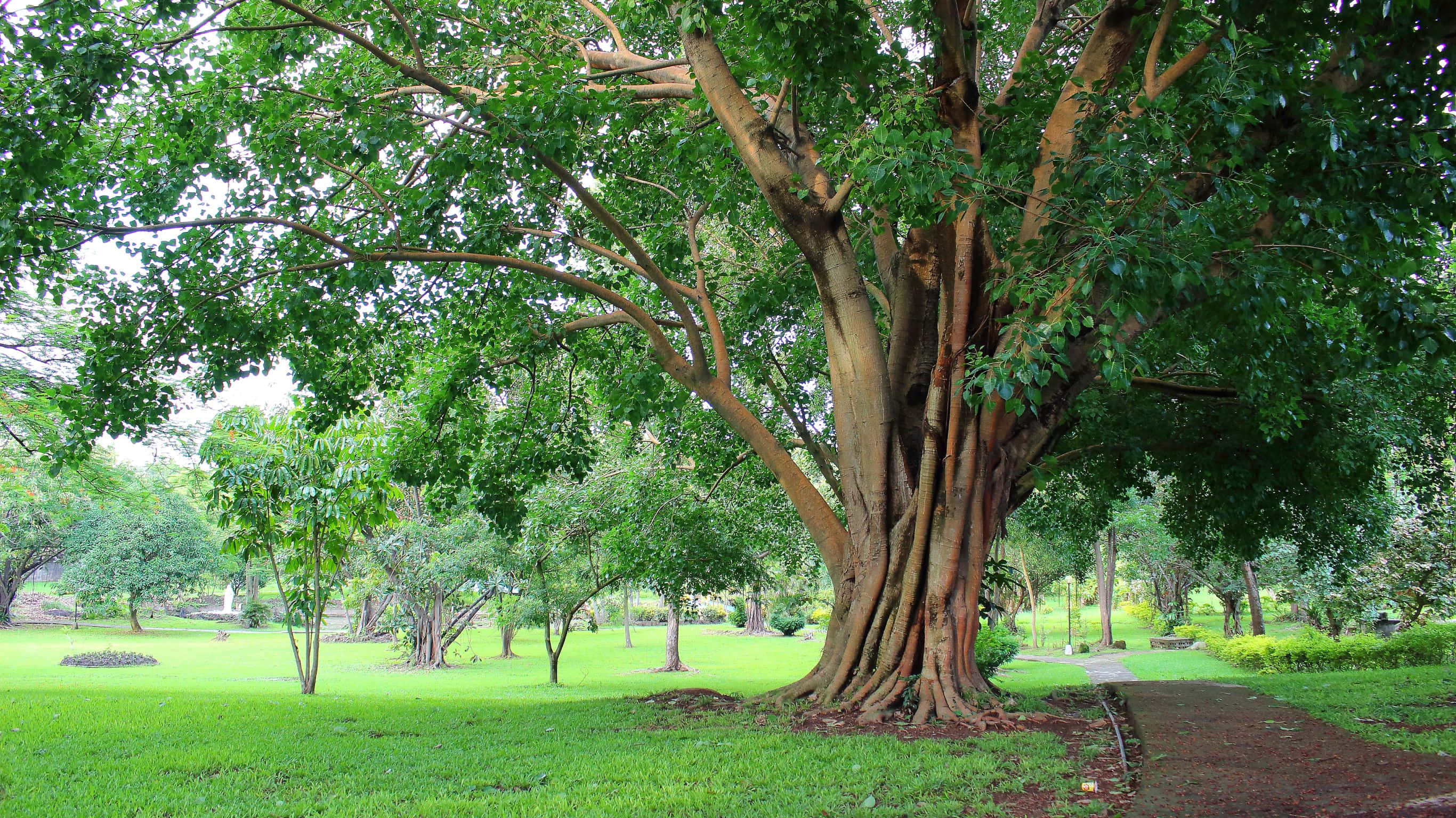 2732x1536, banyan tree, lush green canopy, 2K Desktop Wallpaper