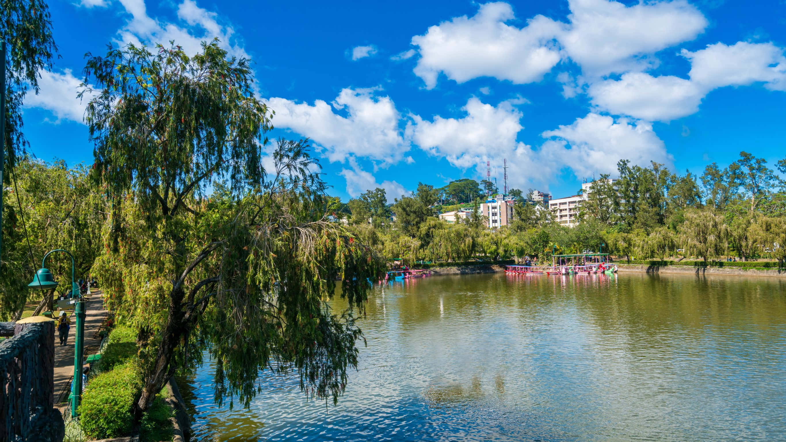 2732x1536, lush green trees, weeping willows, 2K Desktop Wallpaper