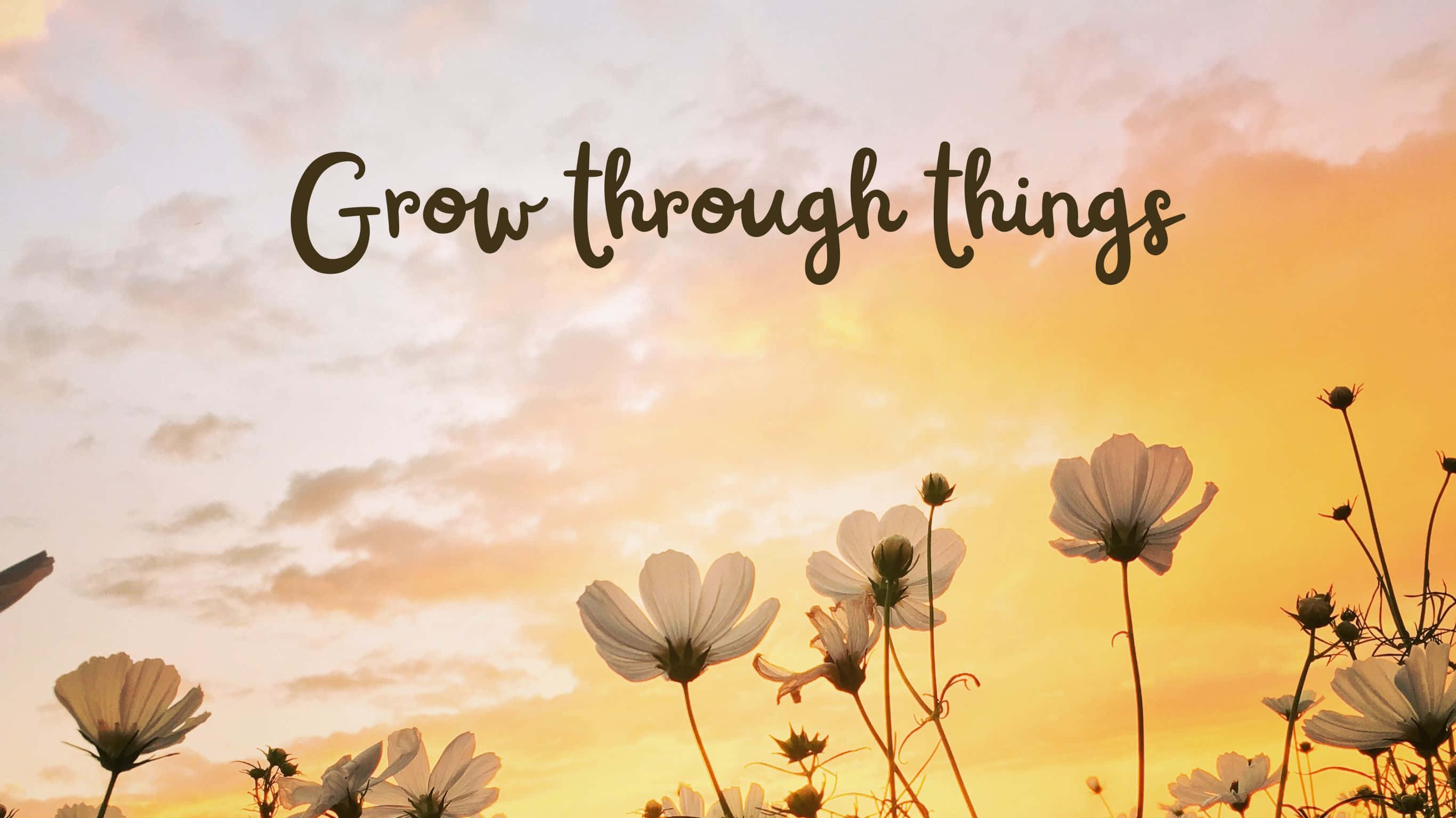 2732x1536, white cosmos flowers, warm golden sunset sky, 2K Desktop Wallpaper
