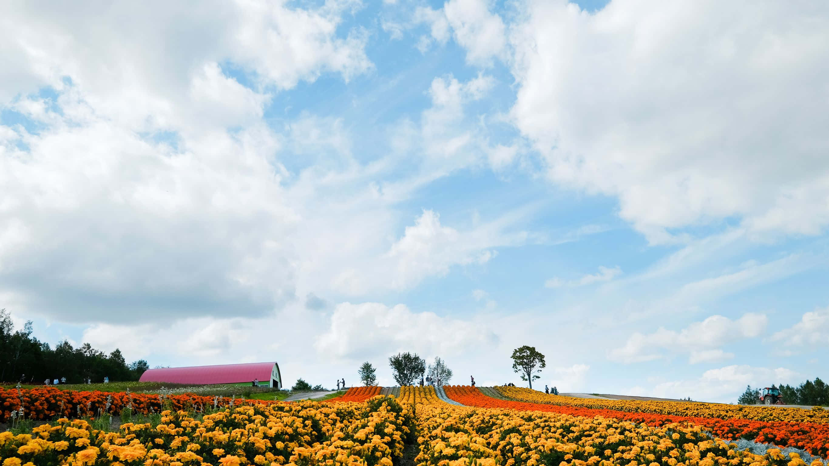 2732x1536, vibrant orange and yellow flowers, bright blue sky, 2K Desktop Wallpaper