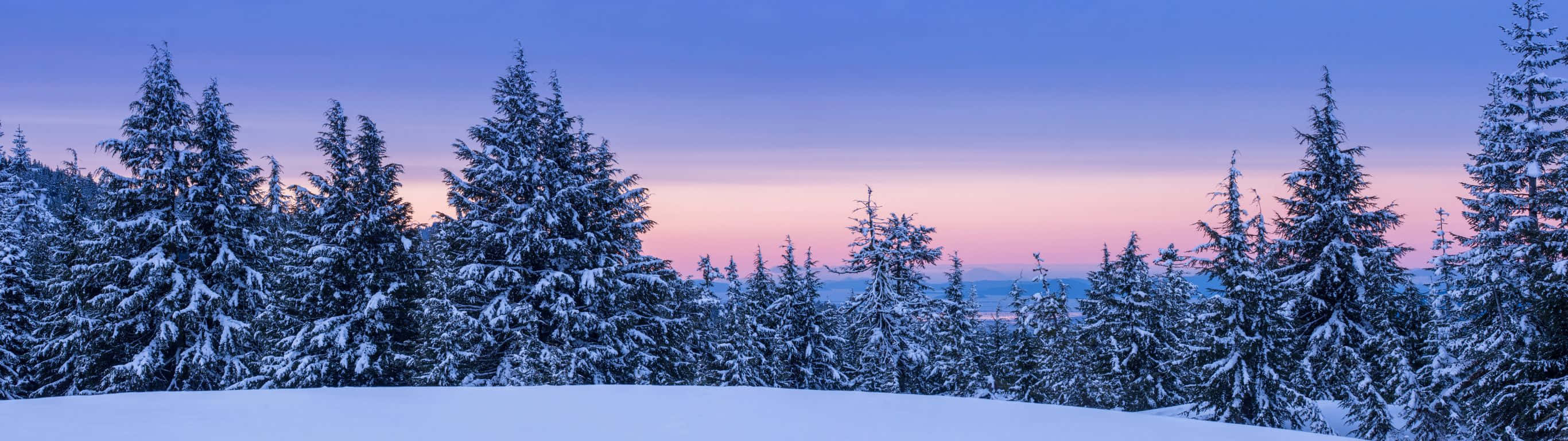 2732x768, snow-covered pine trees, twilight sky, 2K Desktop Wallpaper