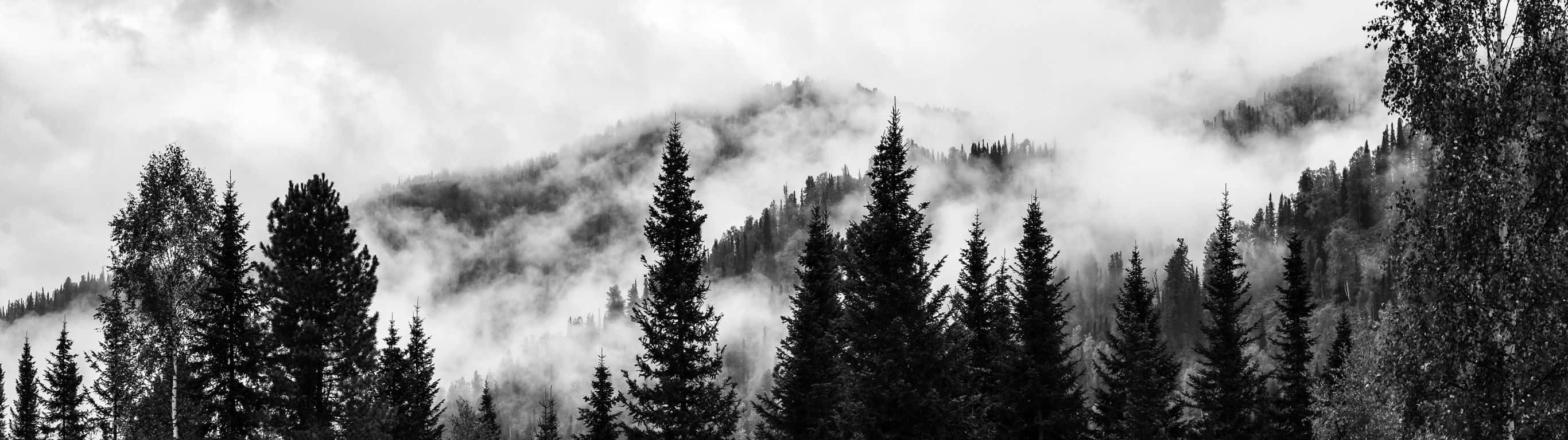 black and white, panoramic view, pine trees, 2K Desktop Wallpaper