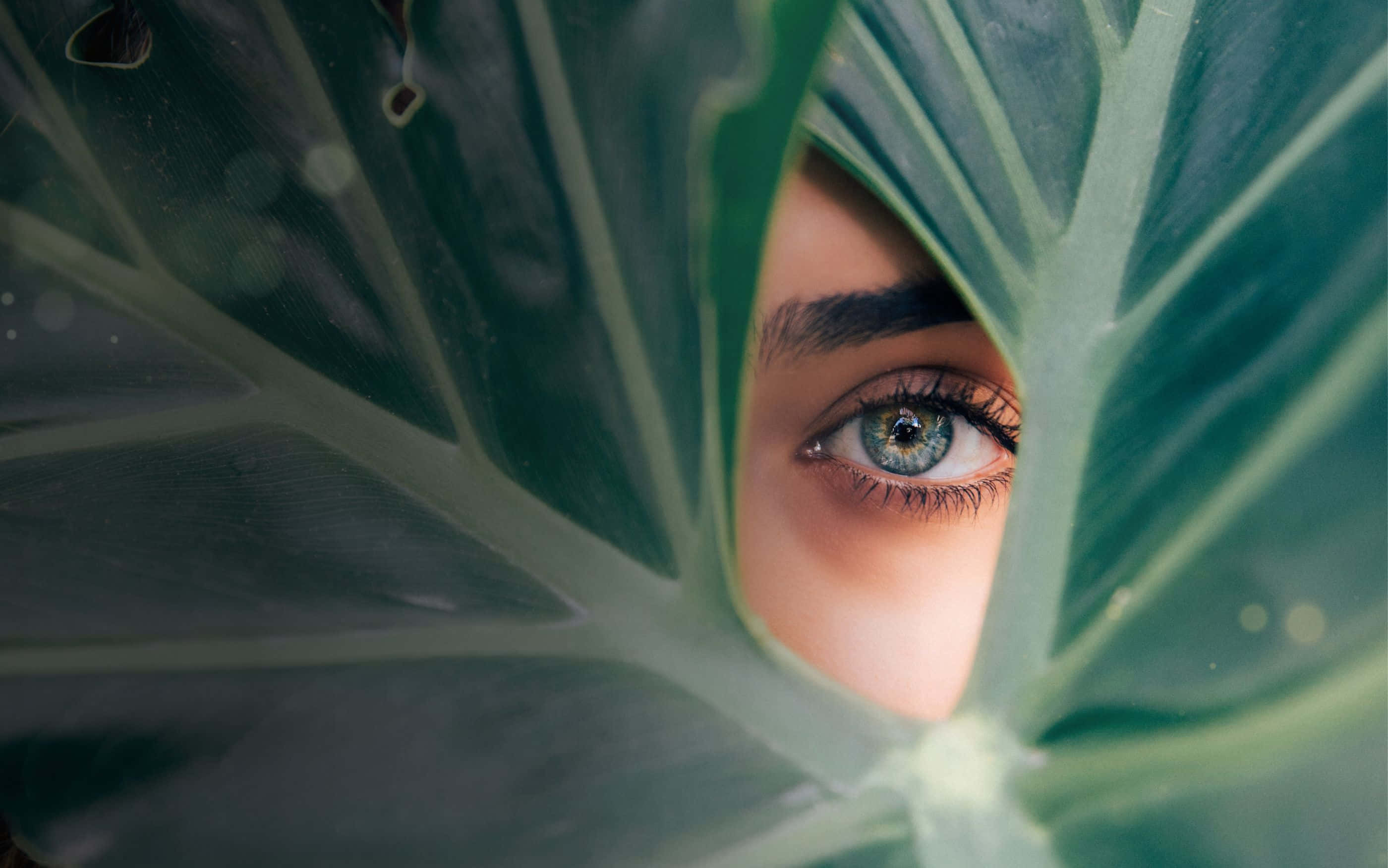 2800x1752, vivid green eye, tropical leaf, 2K Desktop Wallpaper