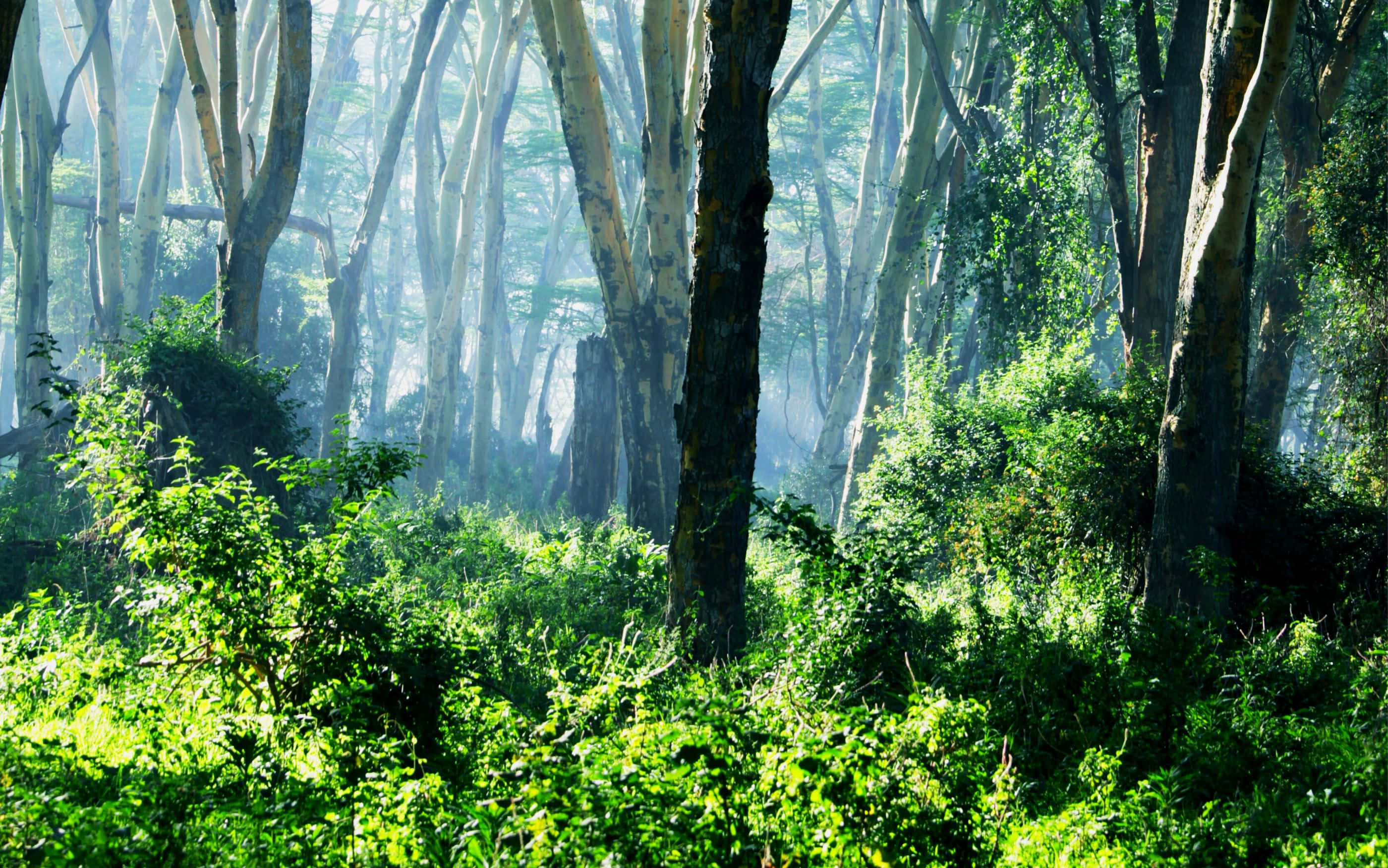 2800x1752, lush green forest floor, tall slender trees, 2K Desktop Wallpaper