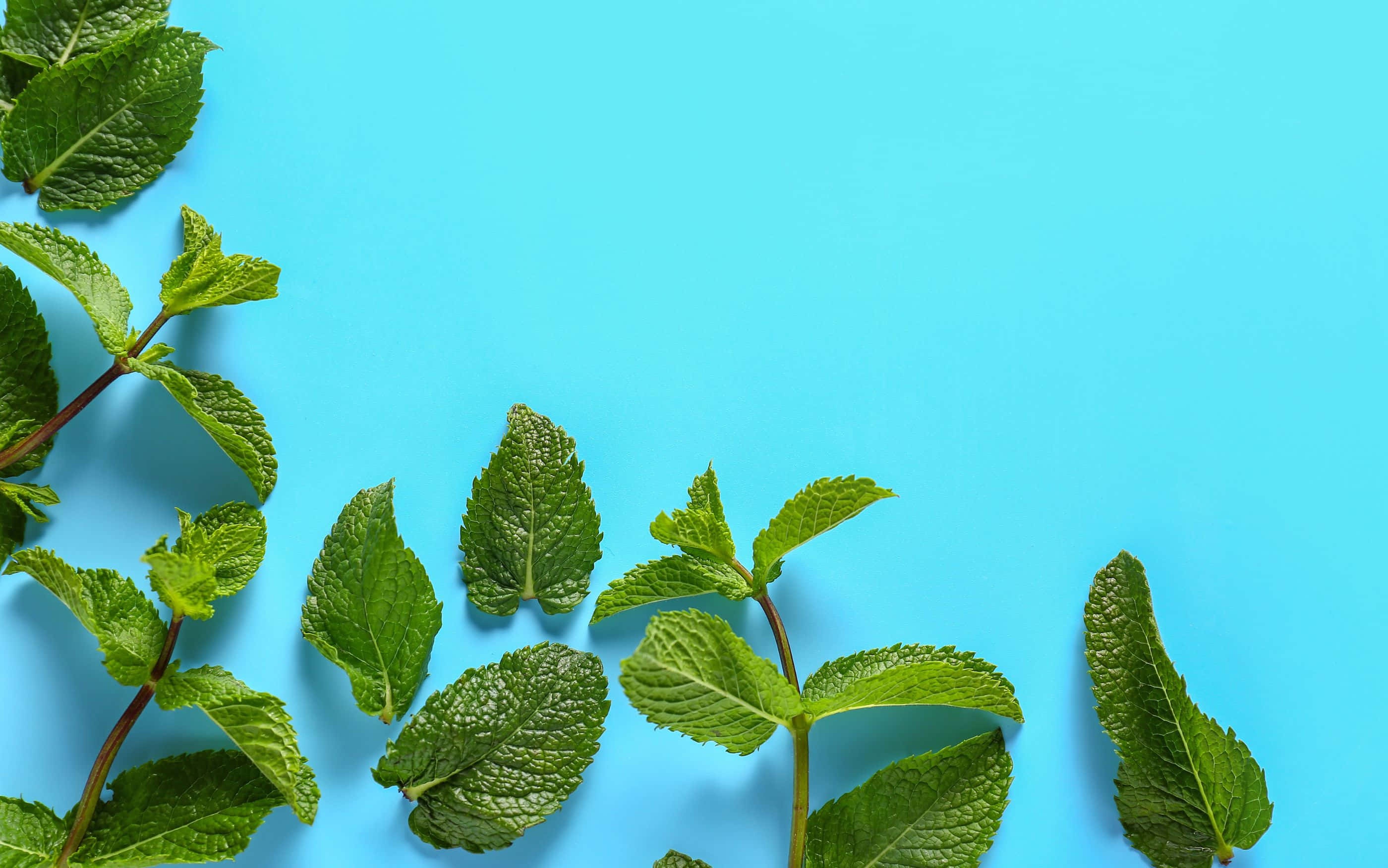2800x1752, mint leaves, vibrant blue background, 2K Desktop Wallpaper