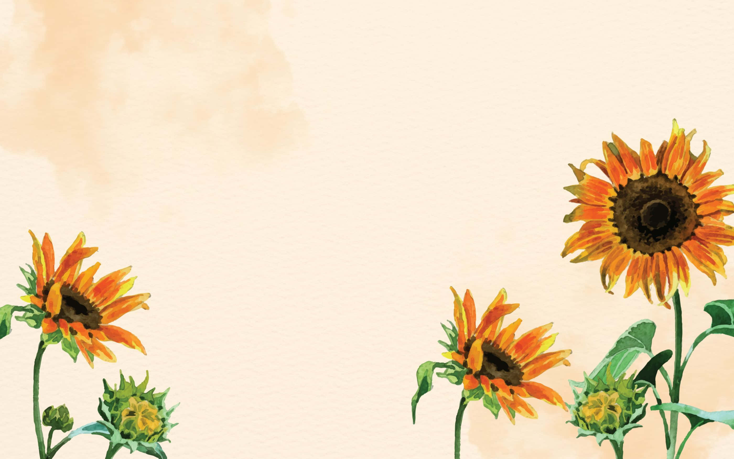 2800x1752, sunflowers, green stems, 2K Desktop Wallpaper