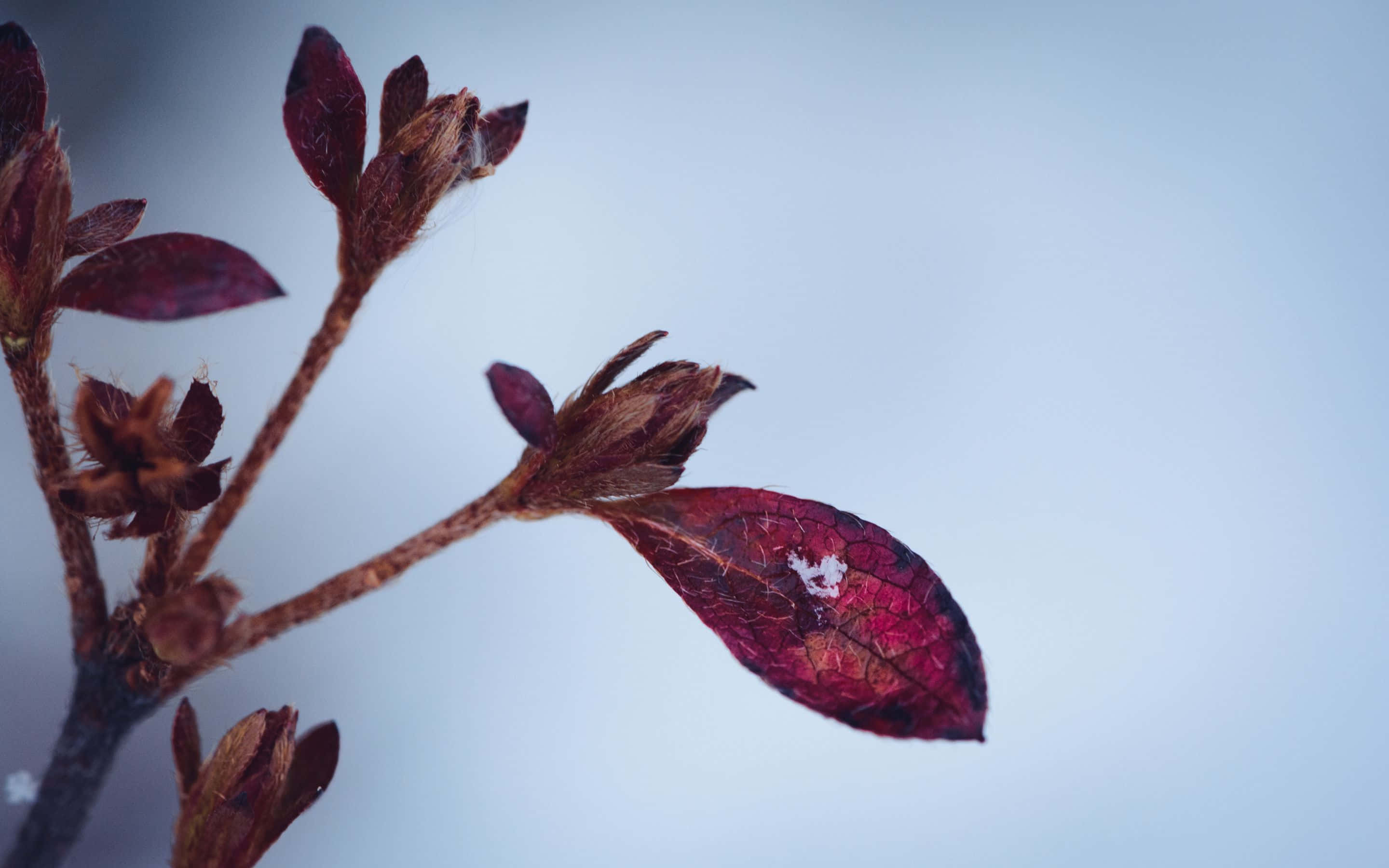 2880x1800, crimson leaves, frost-dusted, 2K Desktop Wallpaper