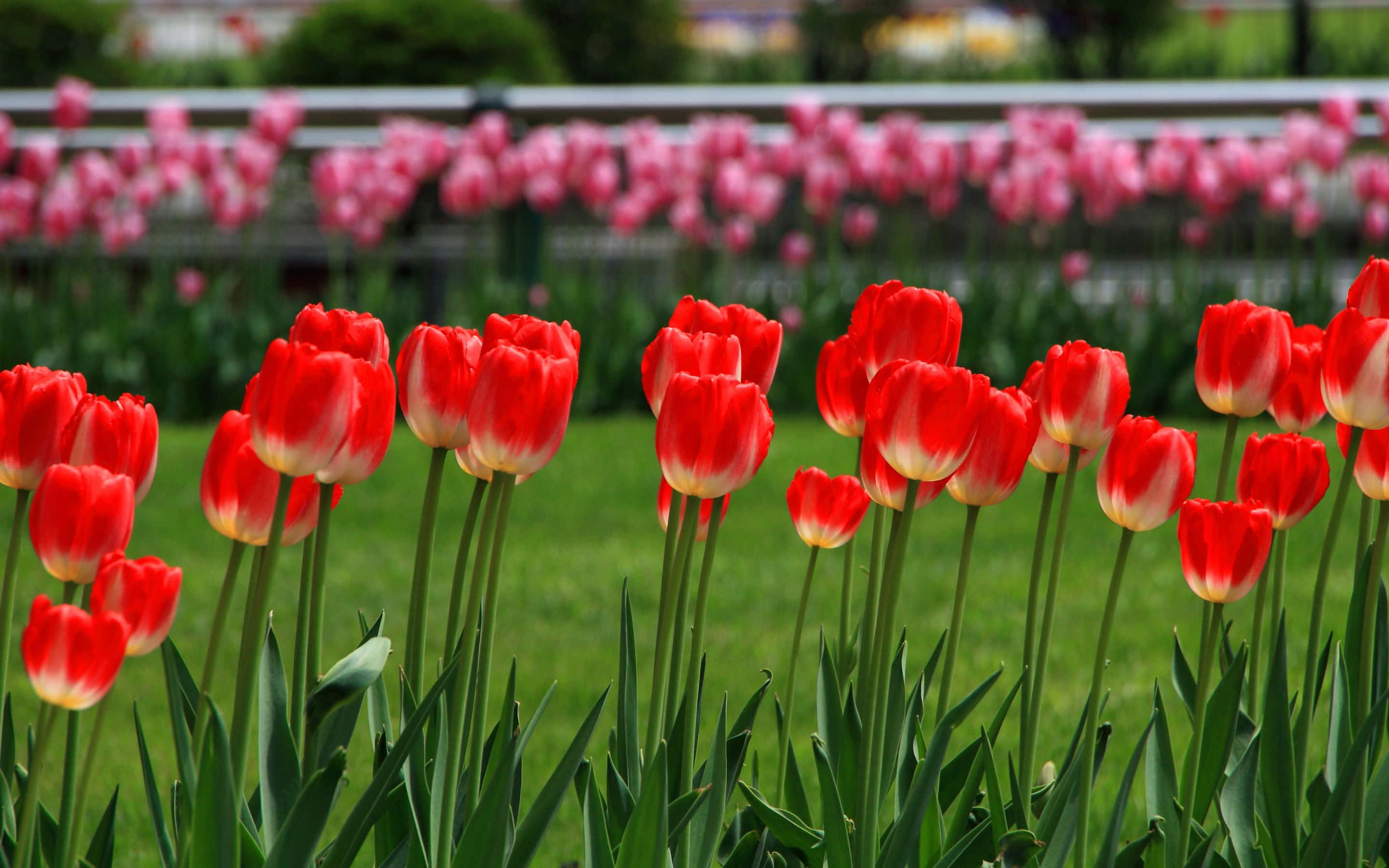 2880x1800, vibrant red tulips, white tulips, 2K Desktop Wallpaper