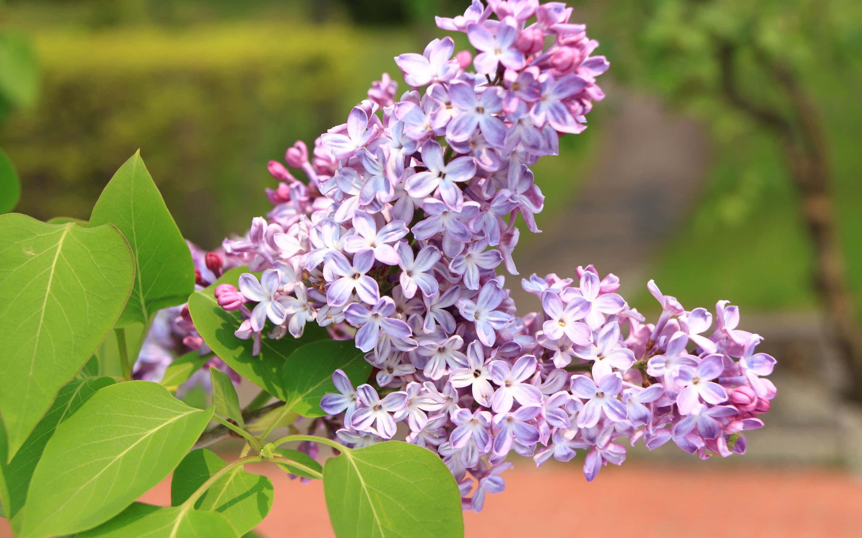 2880x1800, purple lilac blossoms, green leaves, 2K Desktop Wallpaper