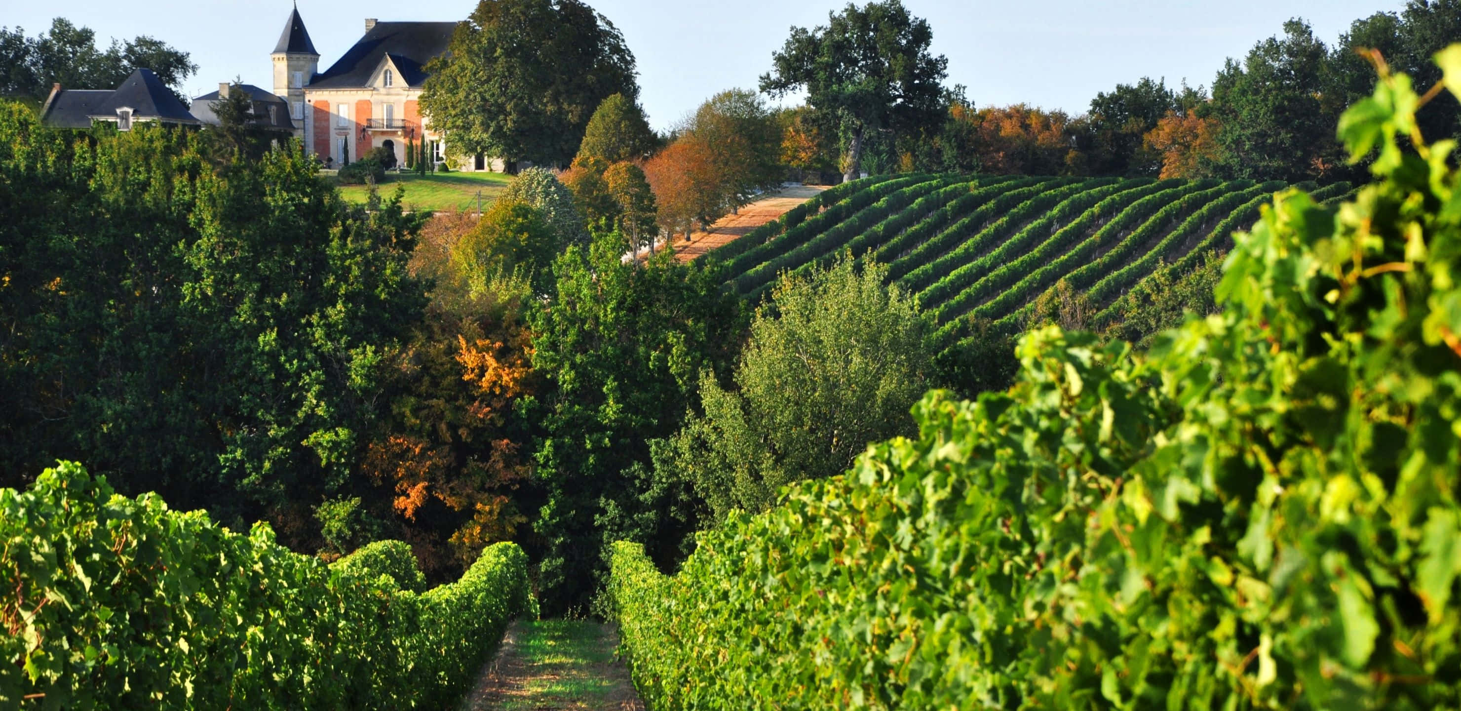2960x1440, sunlit green grapevines, hillside, 2K Desktop Wallpaper