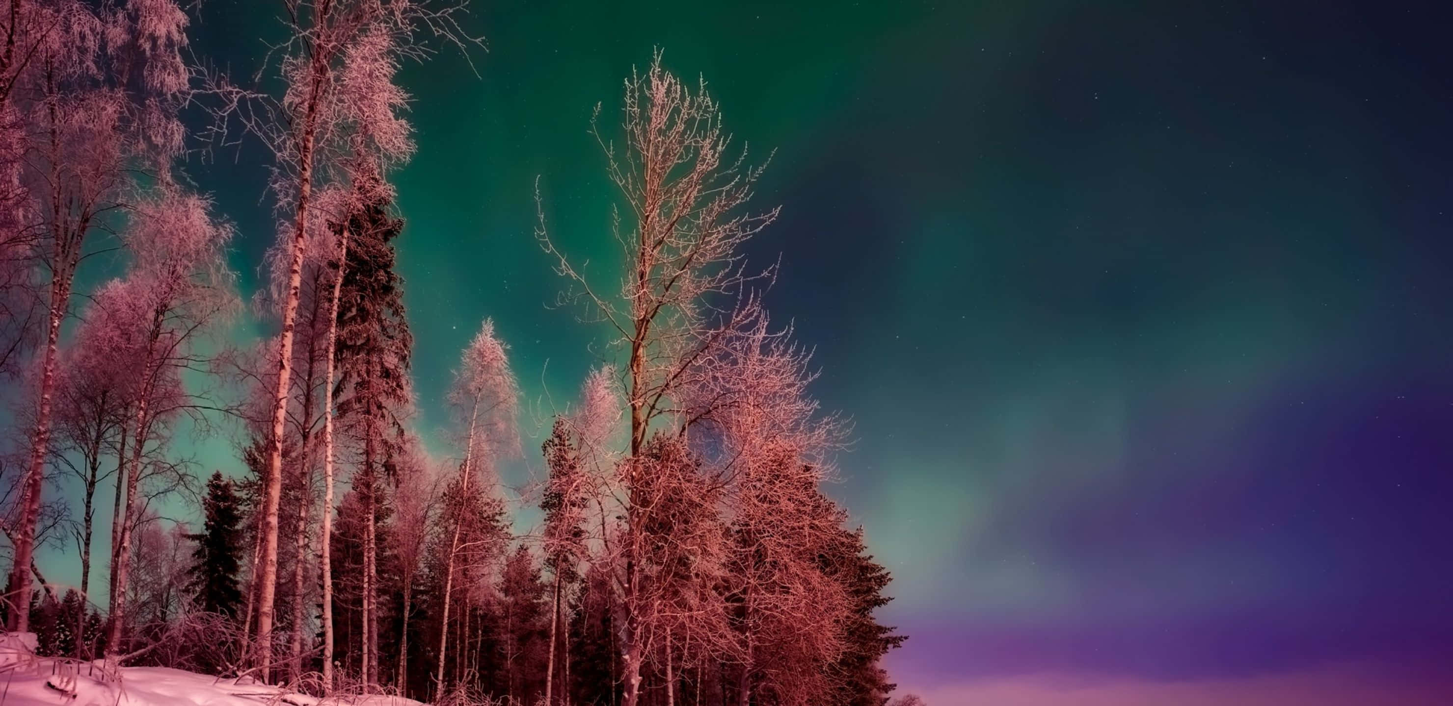 aurora borealis, snowy landscape, snowy forest, 2K Desktop Wallpaper