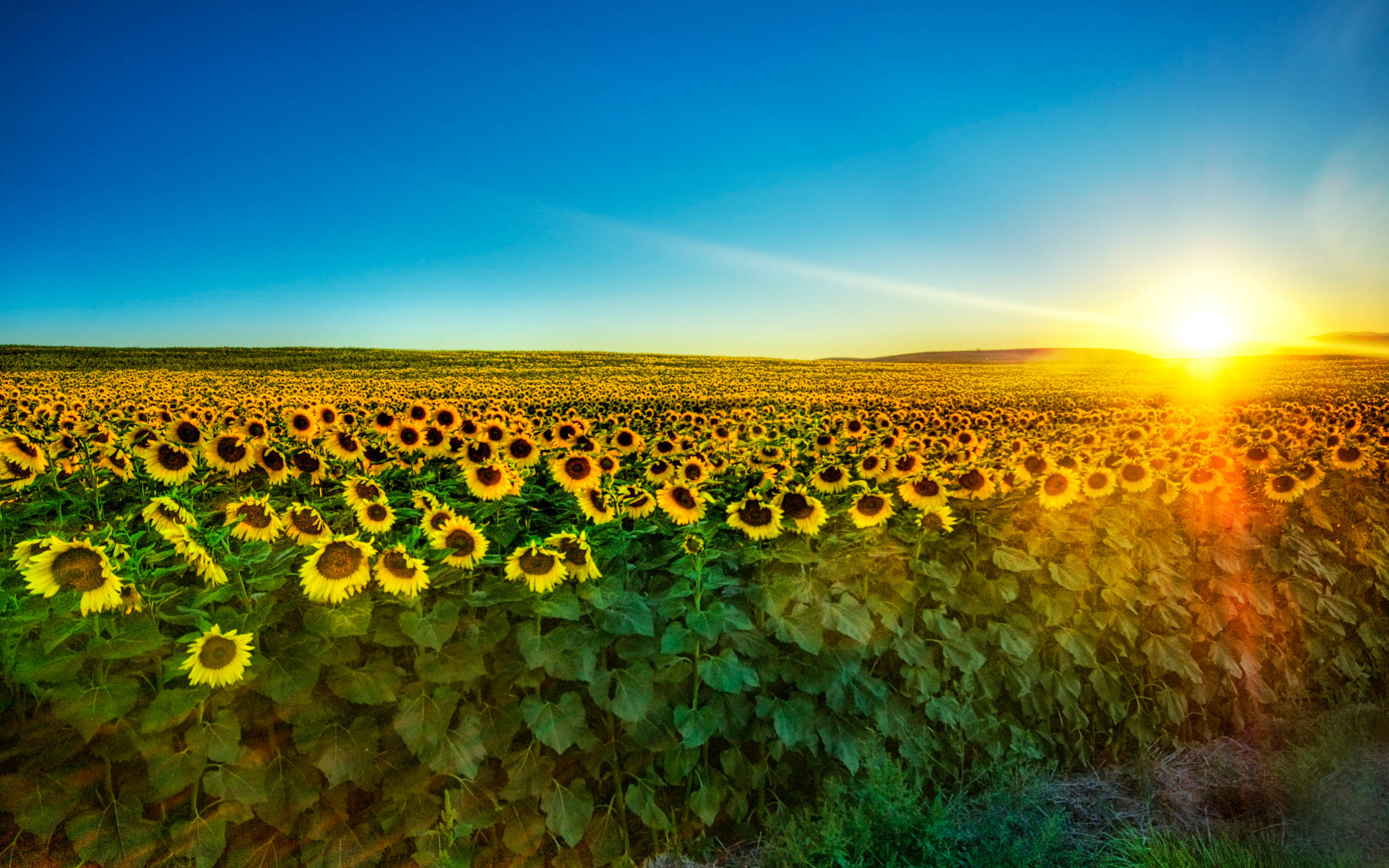2k, sunflower field, golden sunset, 2K Desktop Wallpaper