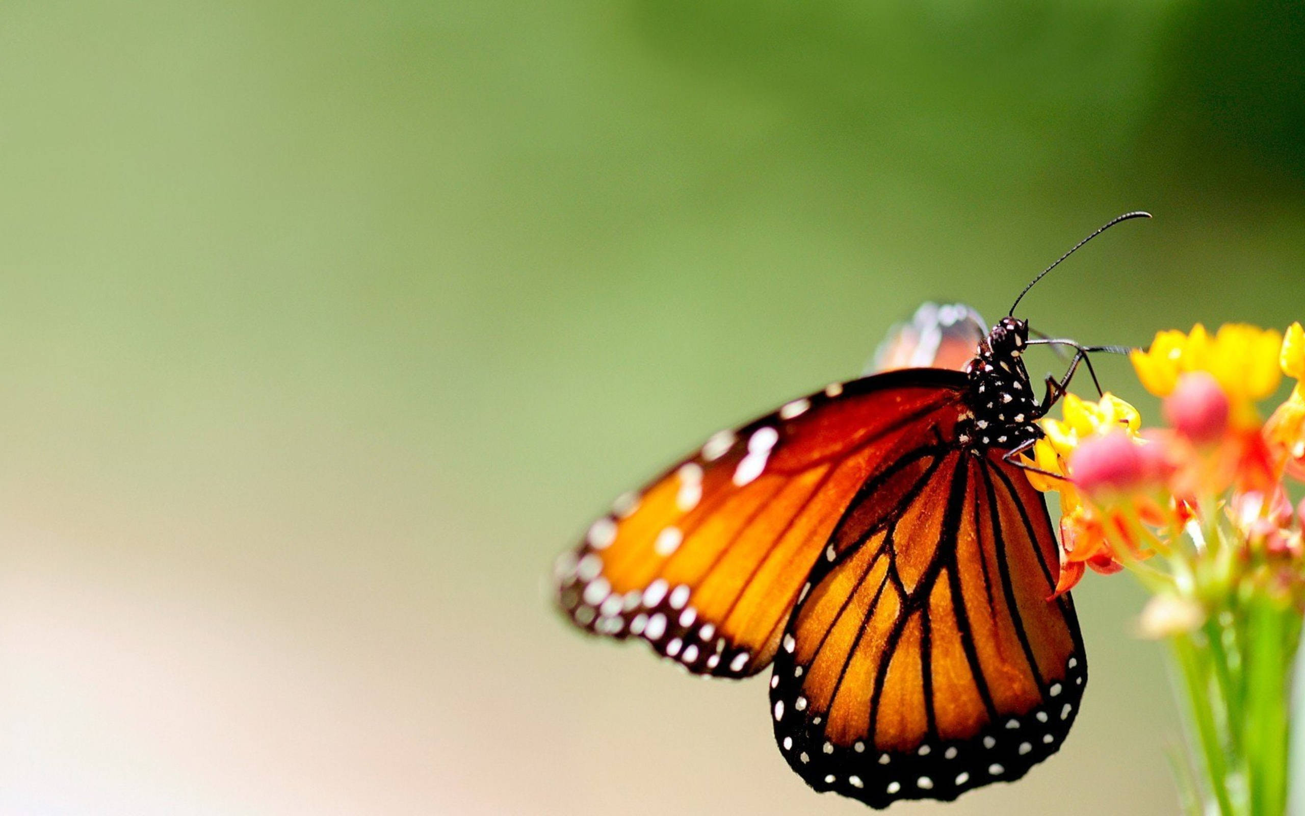 2k, orange butterfly, black veins, 2K Desktop Wallpaper